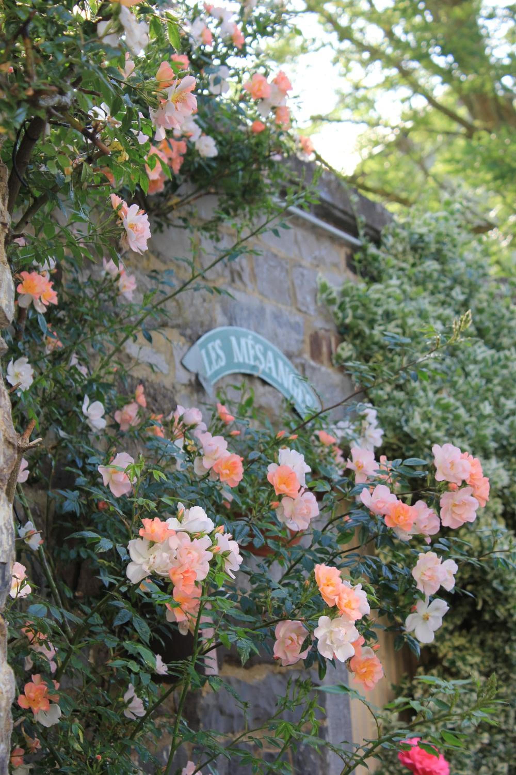 La Passiflore B&B photo 3