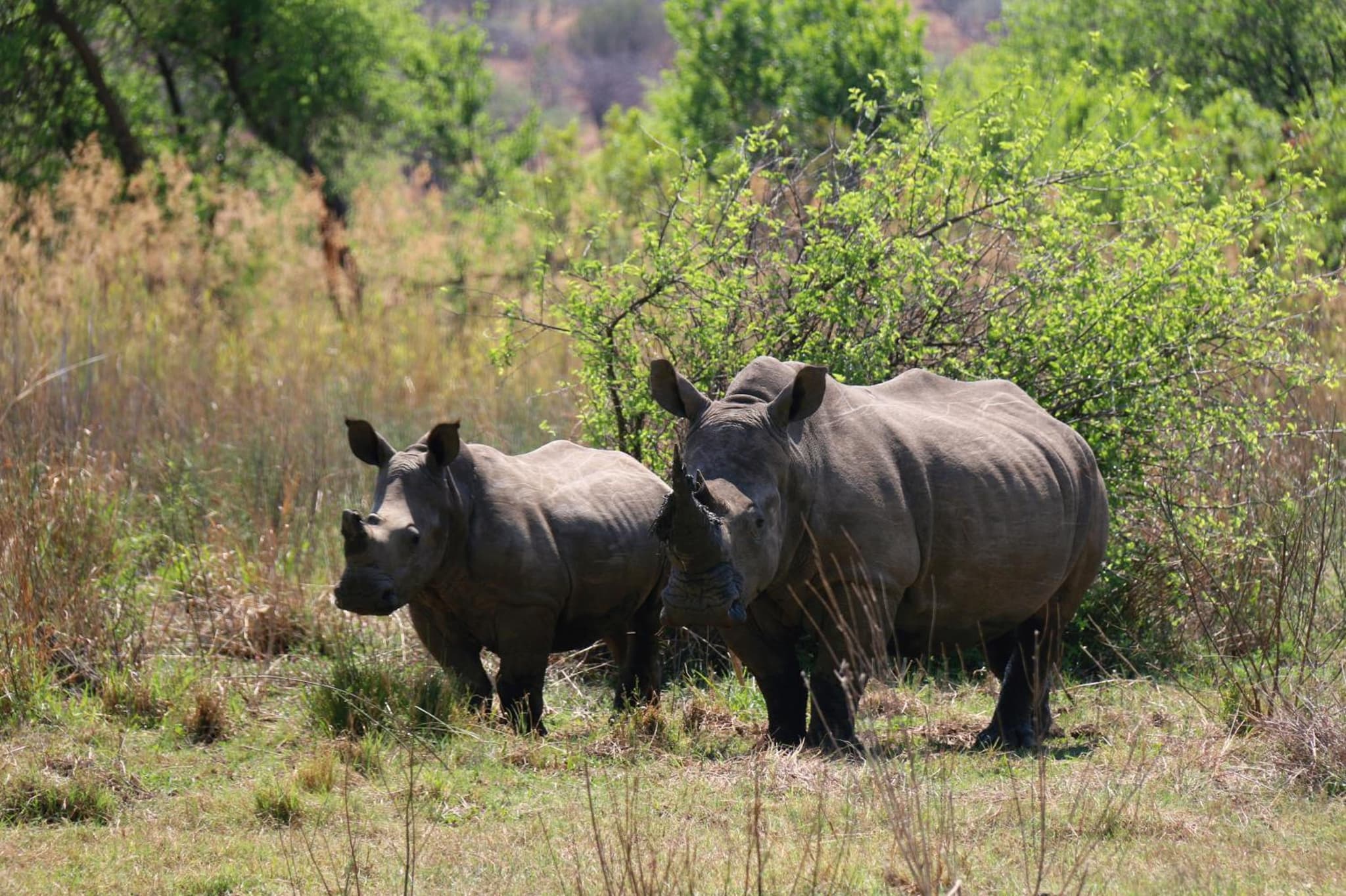 OuKlip Game Lodge photo 6