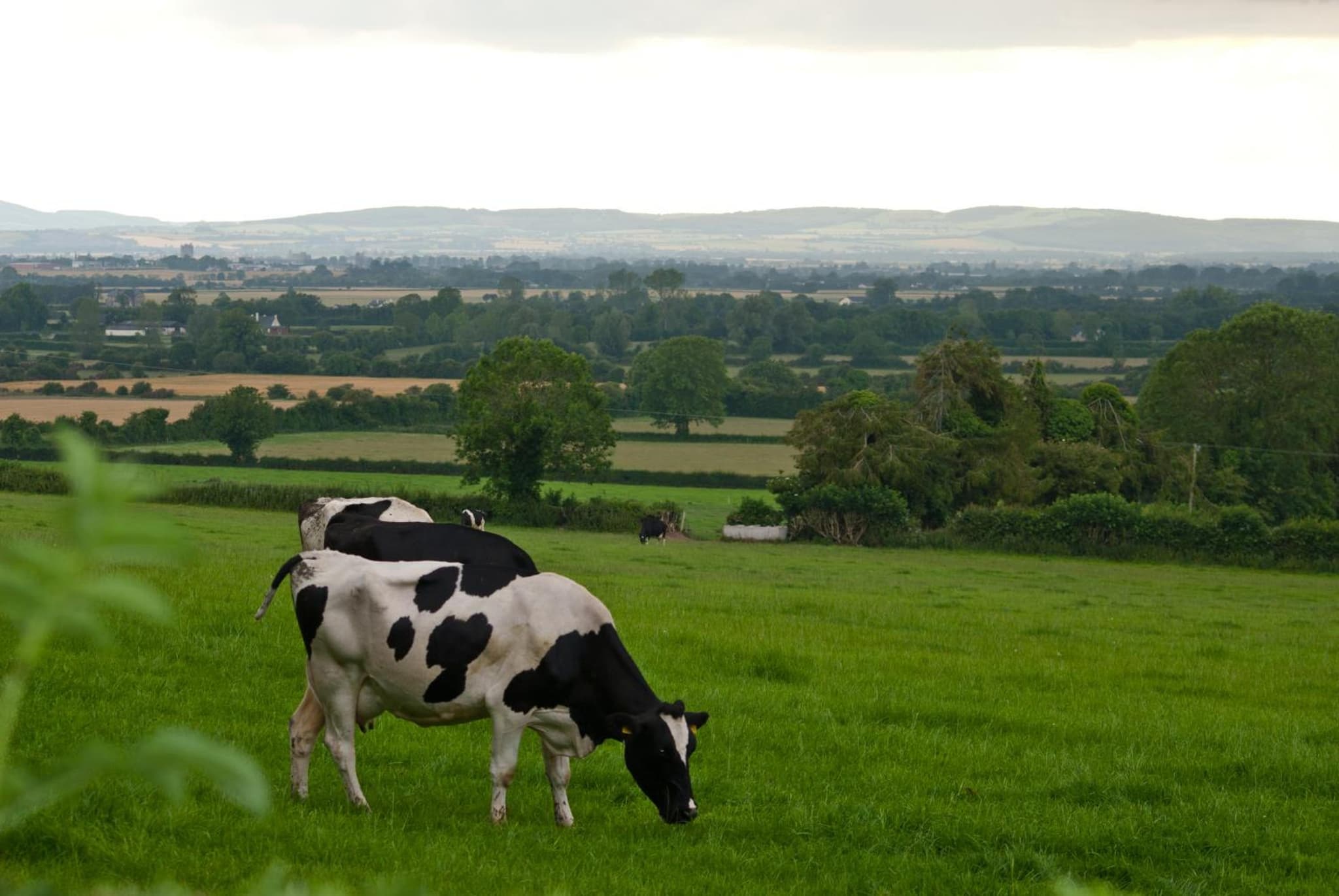 Ballindrum Farm B&B photo 6