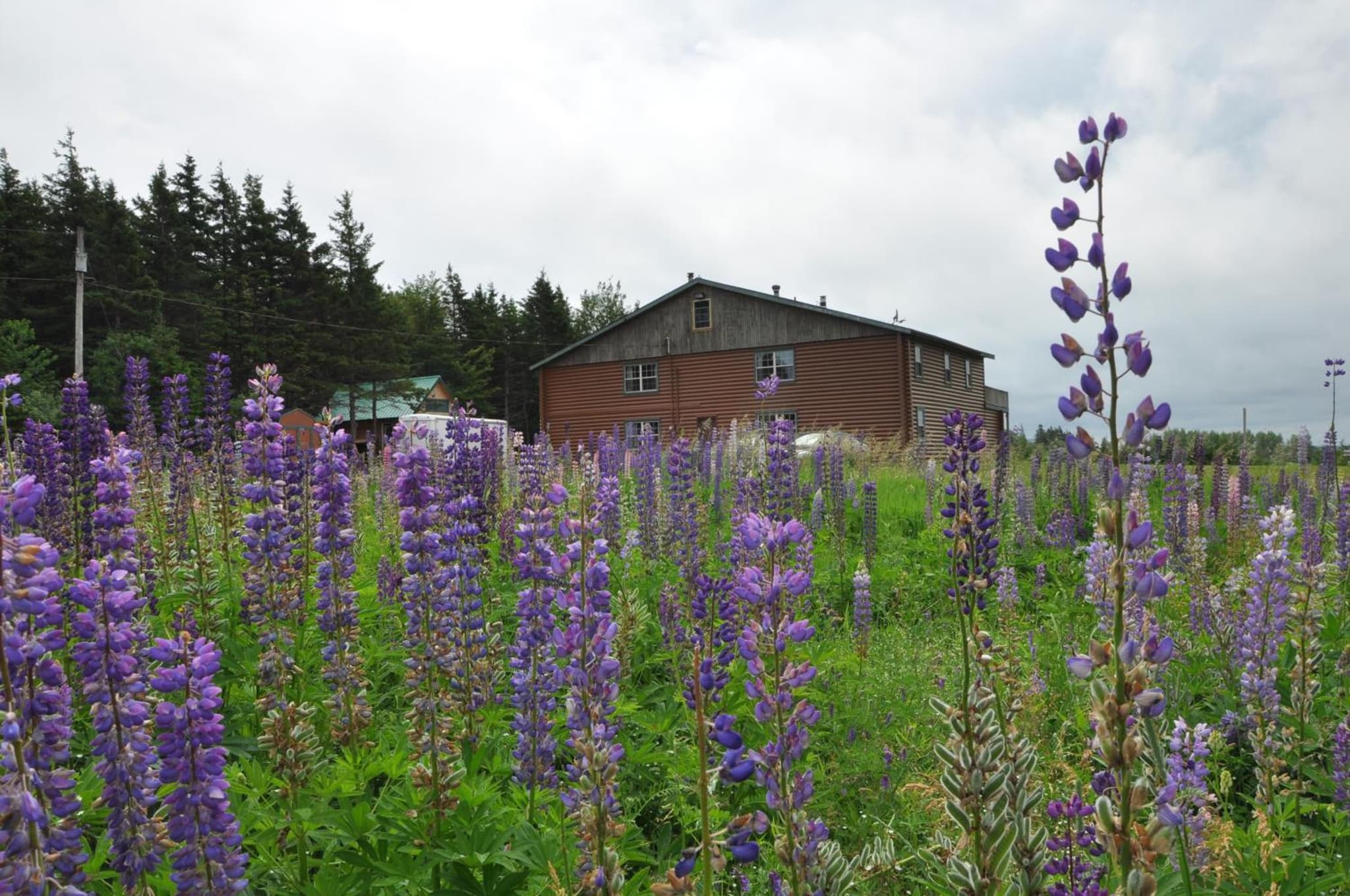 Powley's Wild Goose Lodge photo 6
