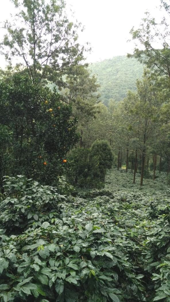 StaySimple Spicefarm photo 7