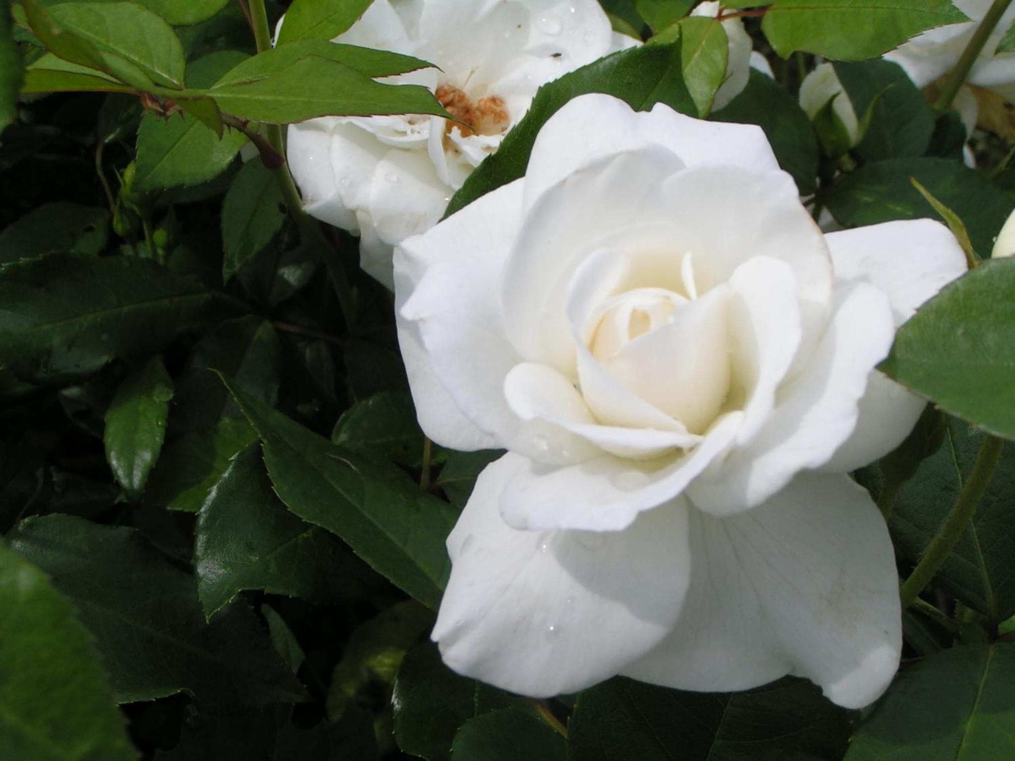 Rosa Arvensis photo 6