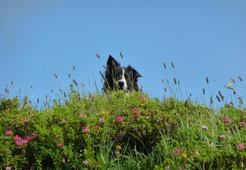 Pension Edelweiss photo 4