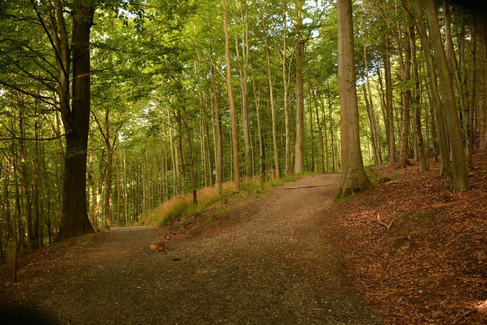 Vejle City Camping photo 9