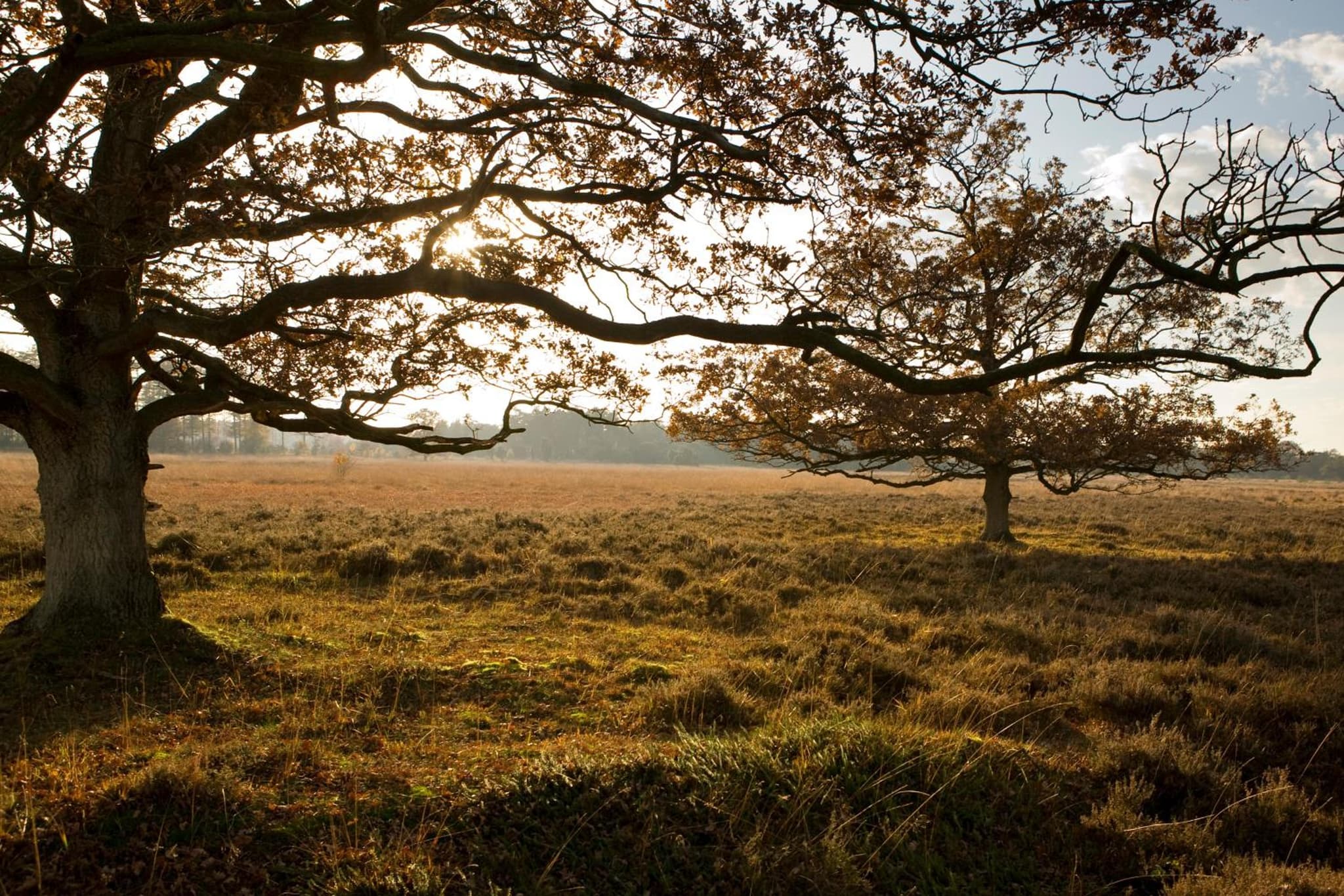 Gasterij De Koekoekshof photo 3