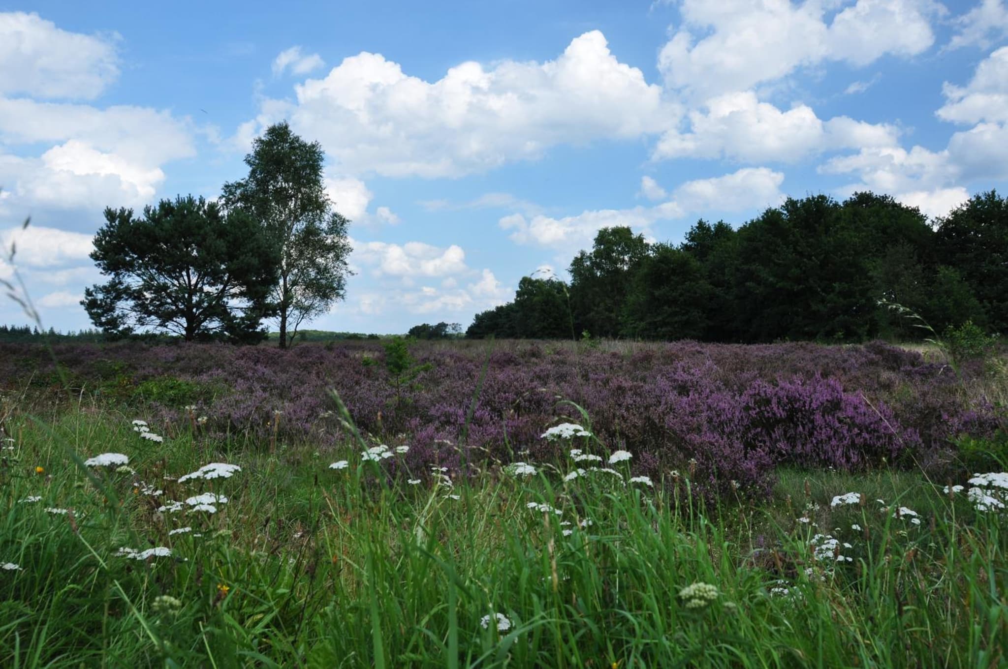De Kleine Kriemelkuil photo 6