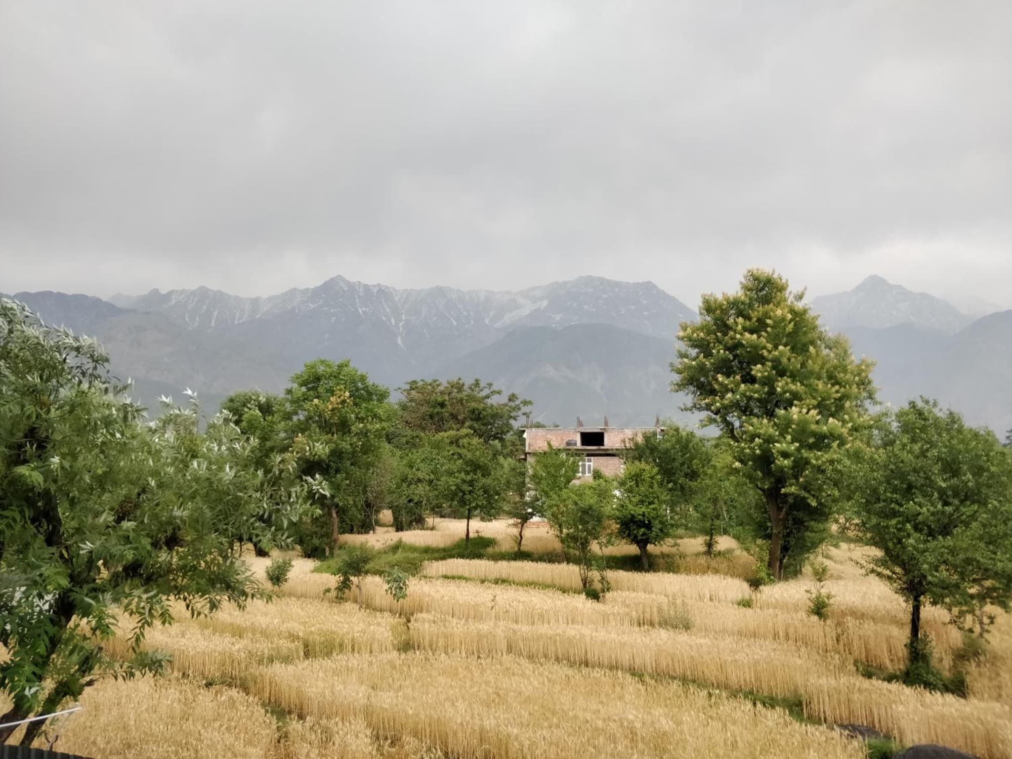 D'Polo Club & Spa Resort Dharamshala photo 9