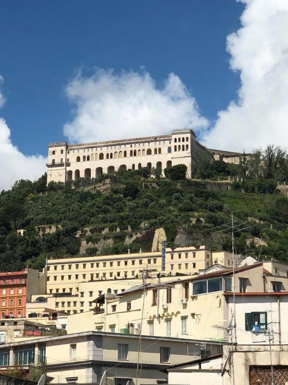 Royal Gismonda photo 6