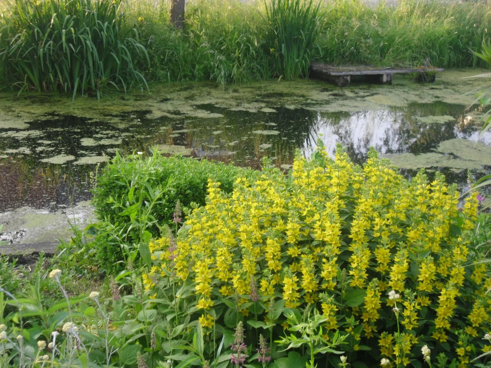 Bed and breakfast Hoeve Spoorzicht photo 5