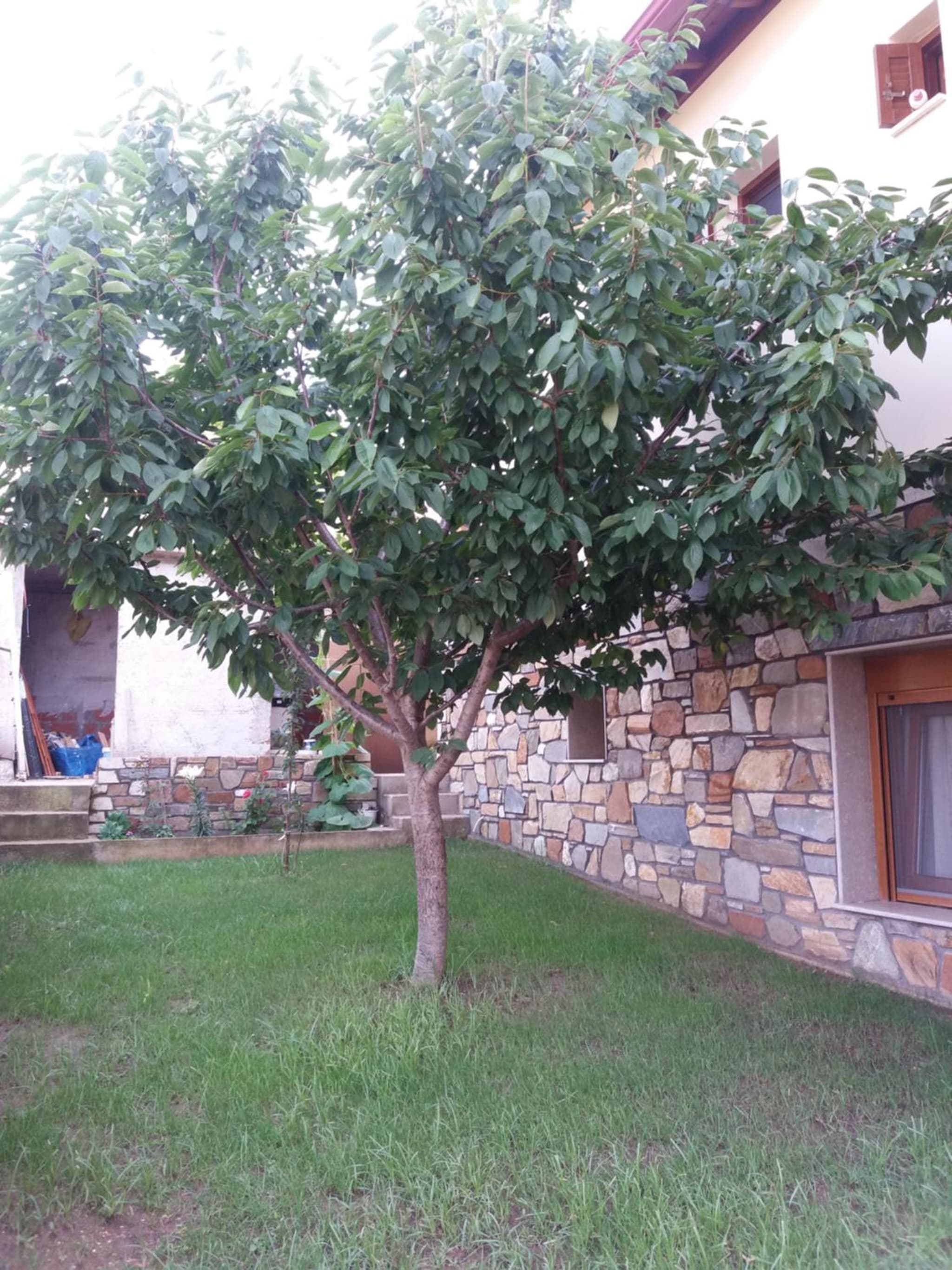 Villa Anna photo 7
