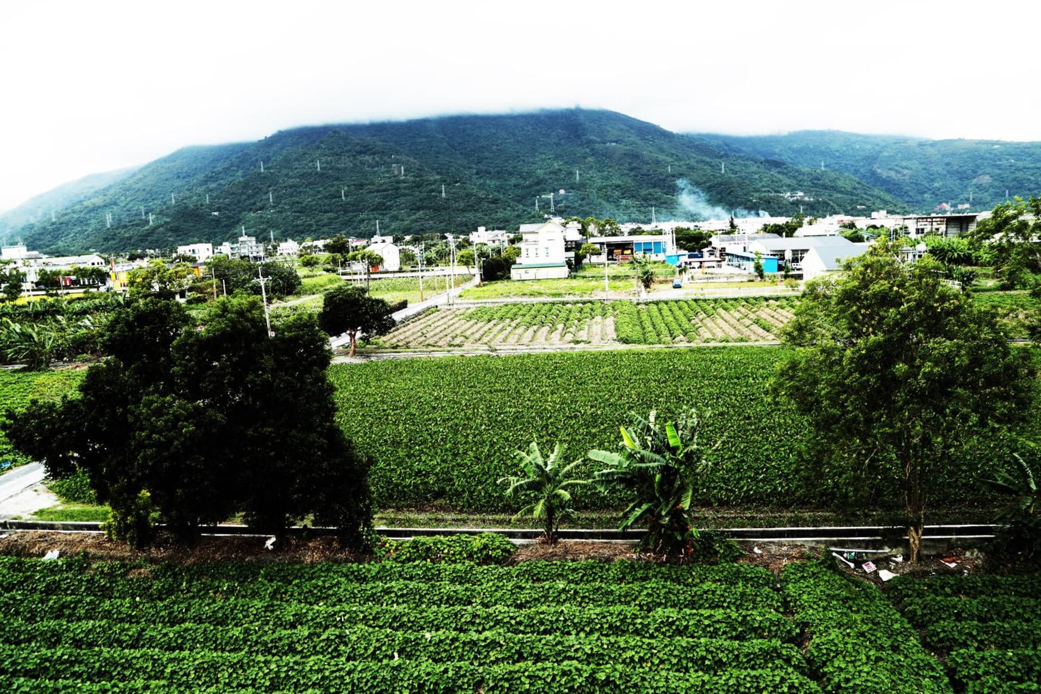 Bo Jue Farm Stay photo 4