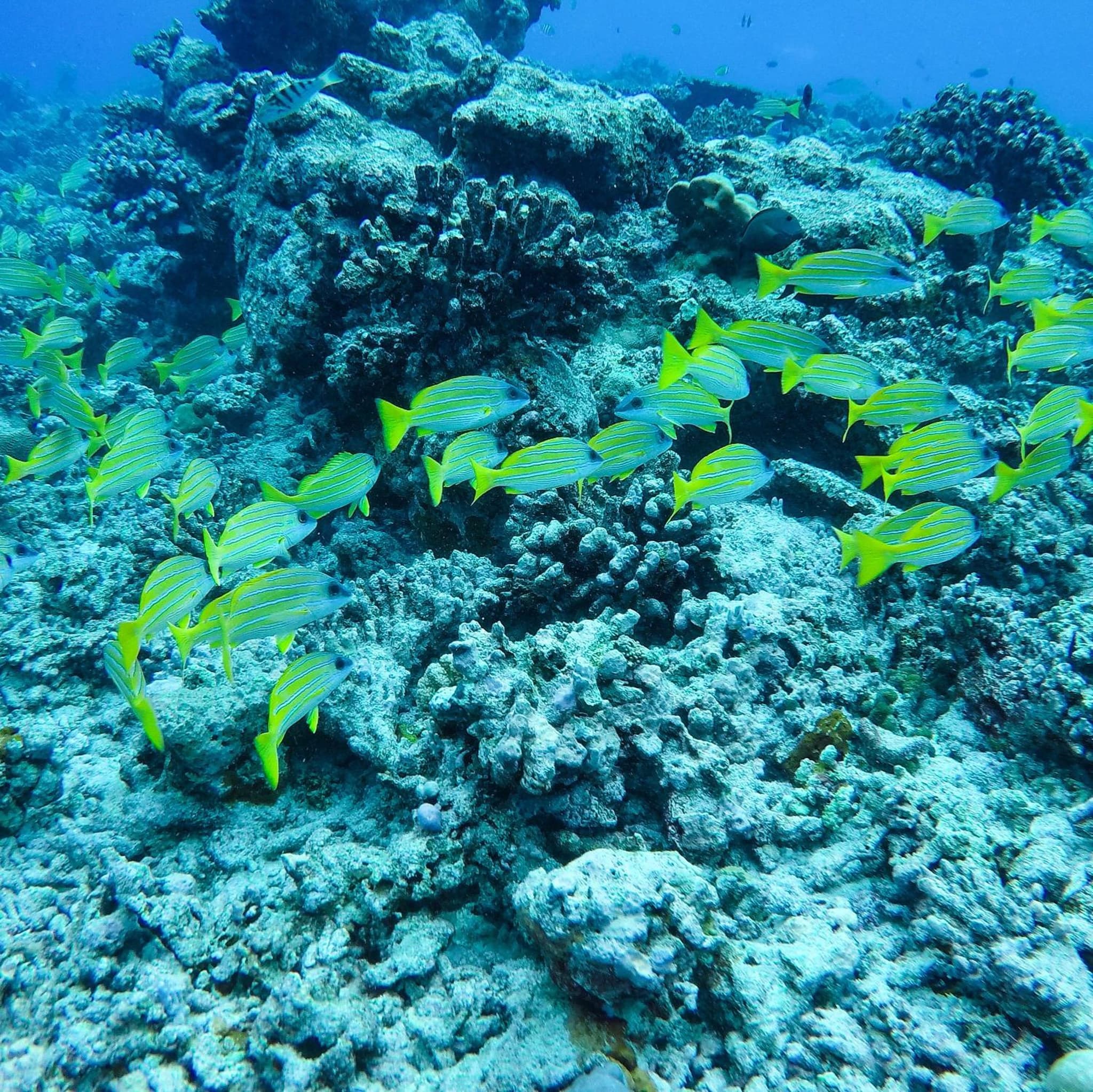 Mariana Maldives photo 9