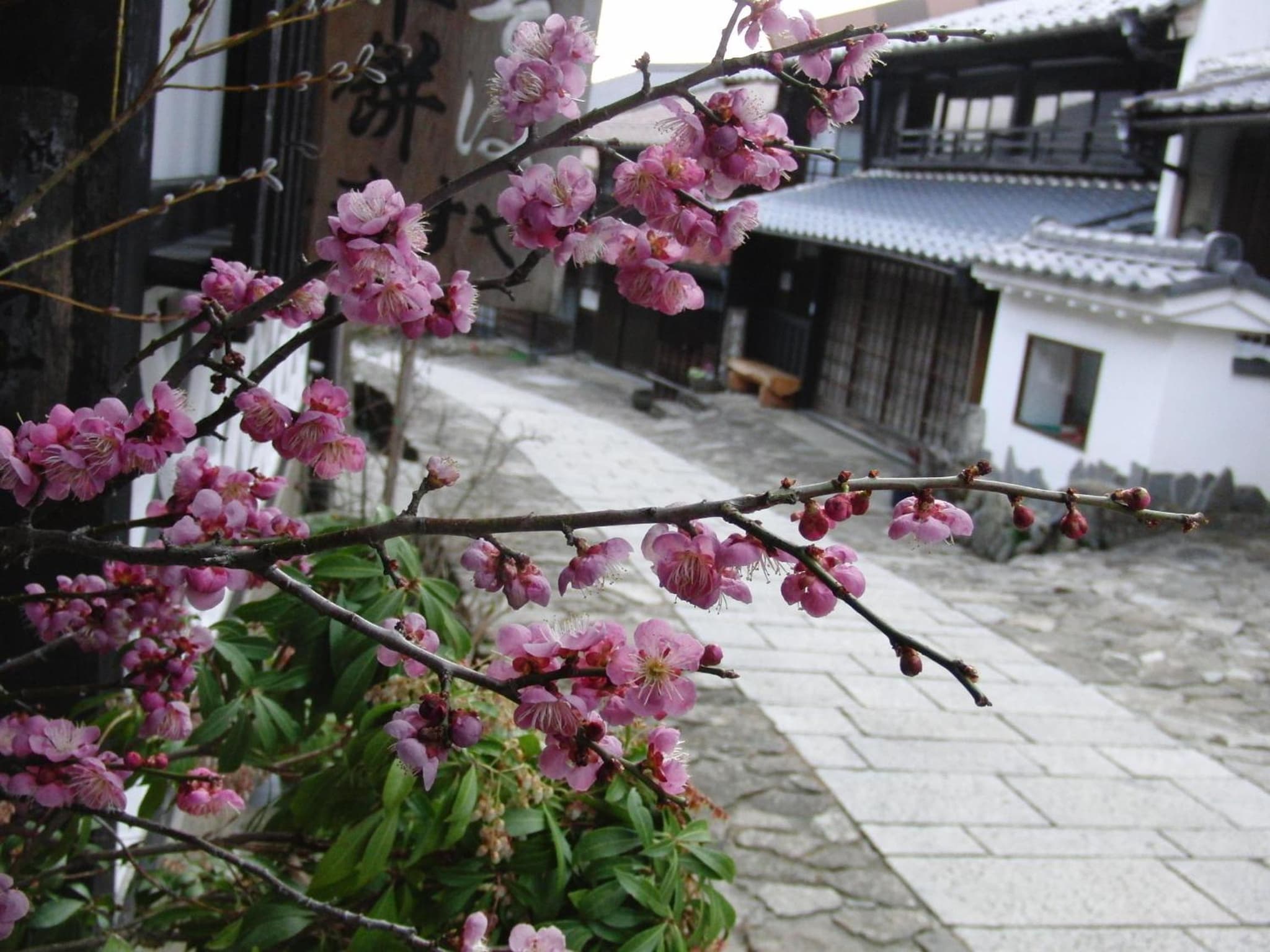 Tajimaya photo 9