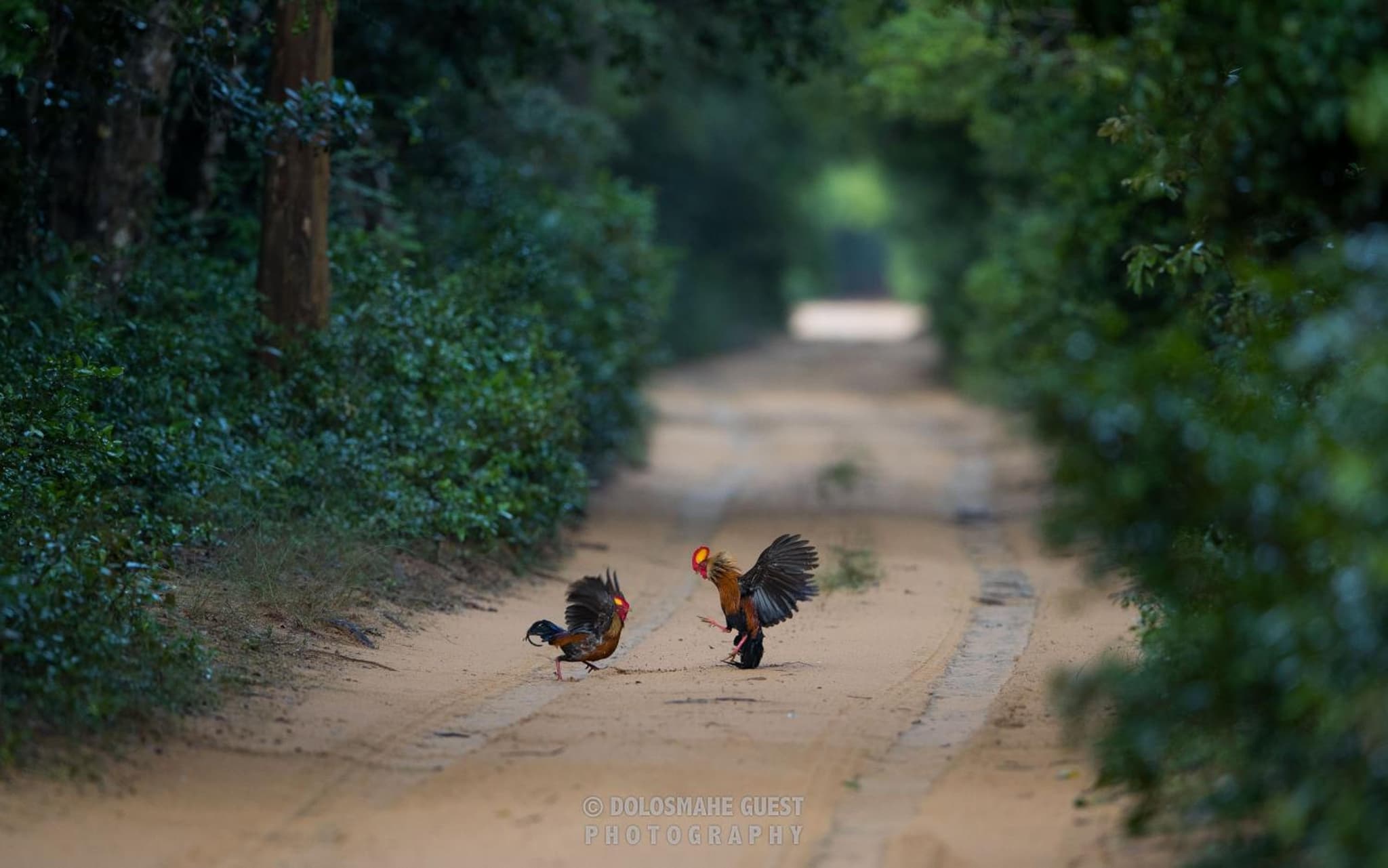 Wilpattu Dolosmahe photo 2