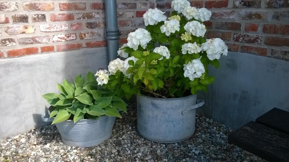Het Zeeuwsverblijf photo 8