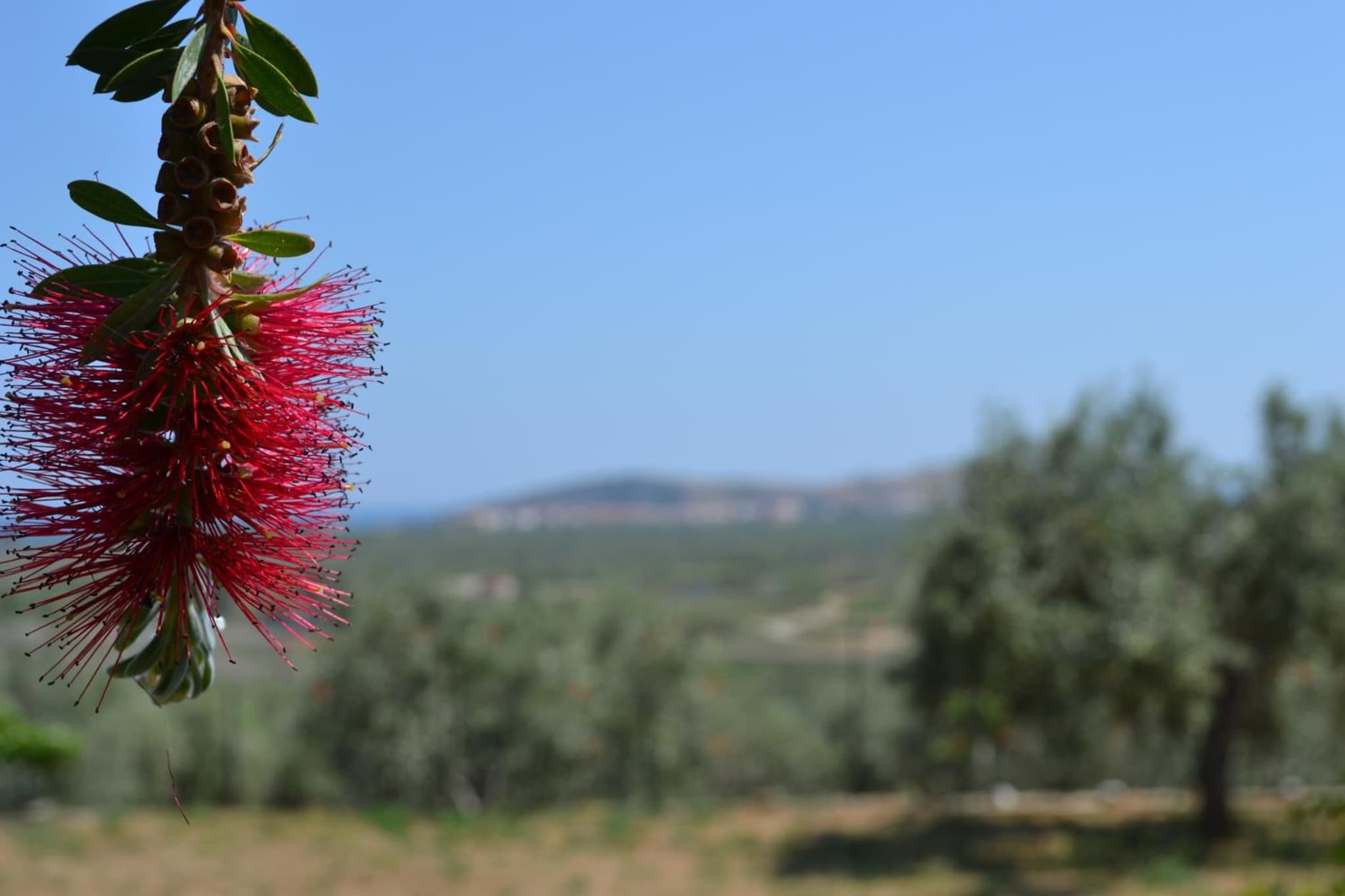 Dimitras House photo 6