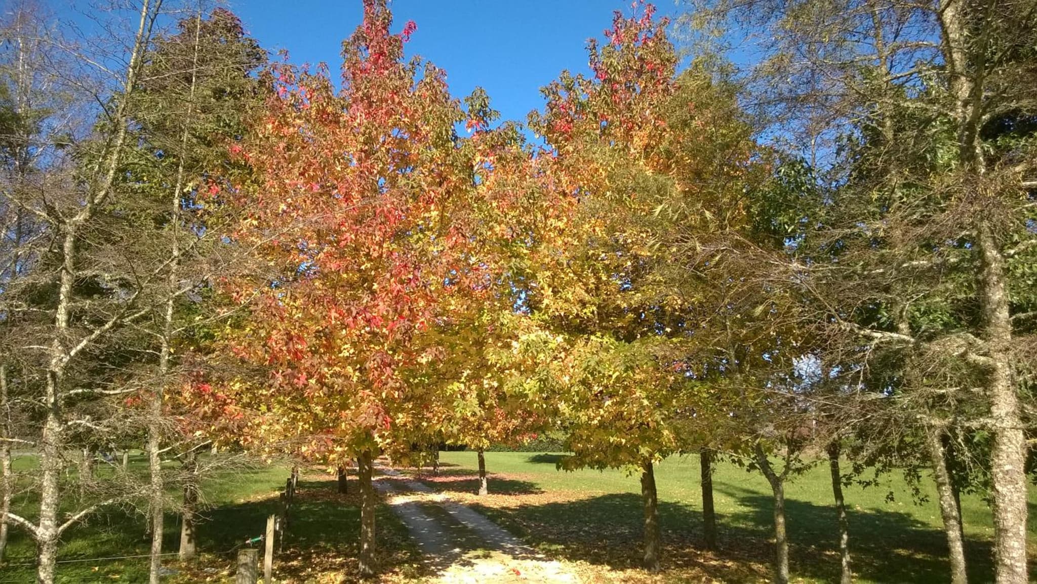 Korbaylen Estate photo 5