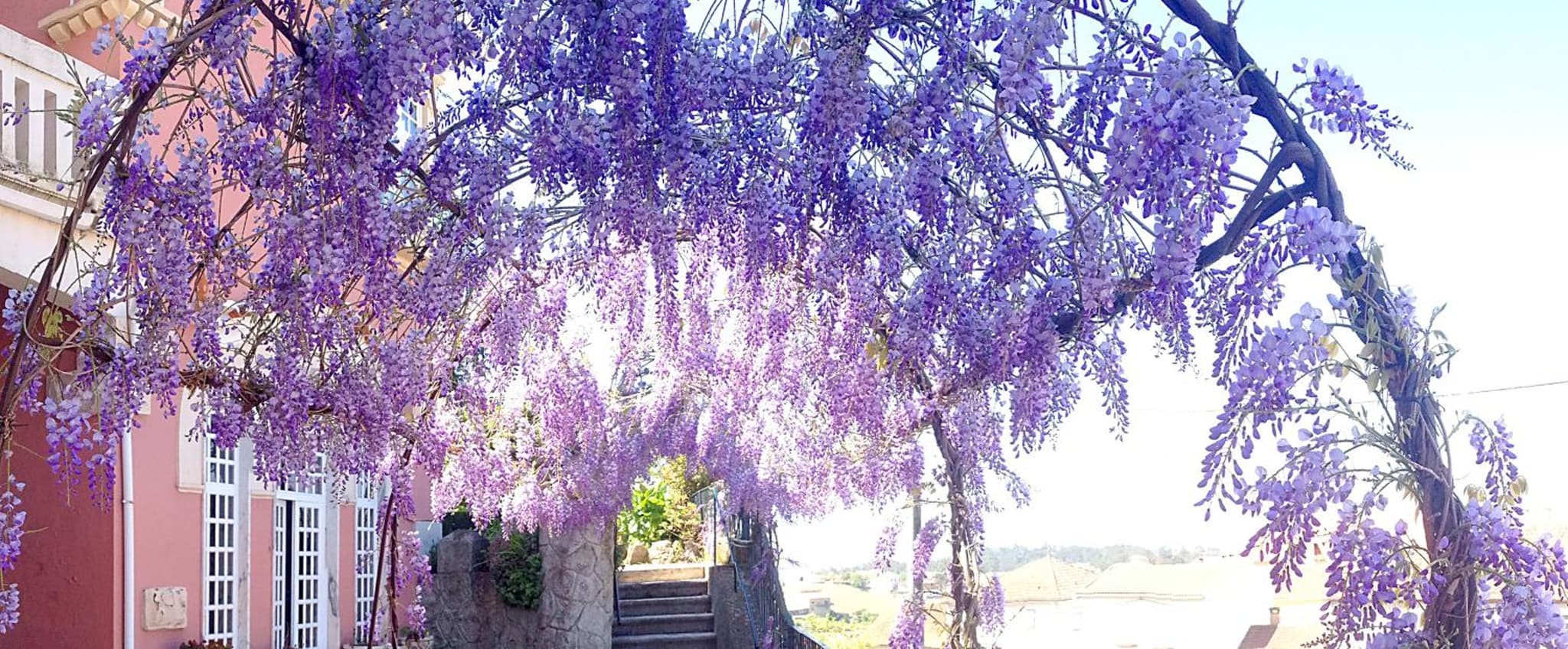 Alegre - Bussaco Boutique Hotel photo 3