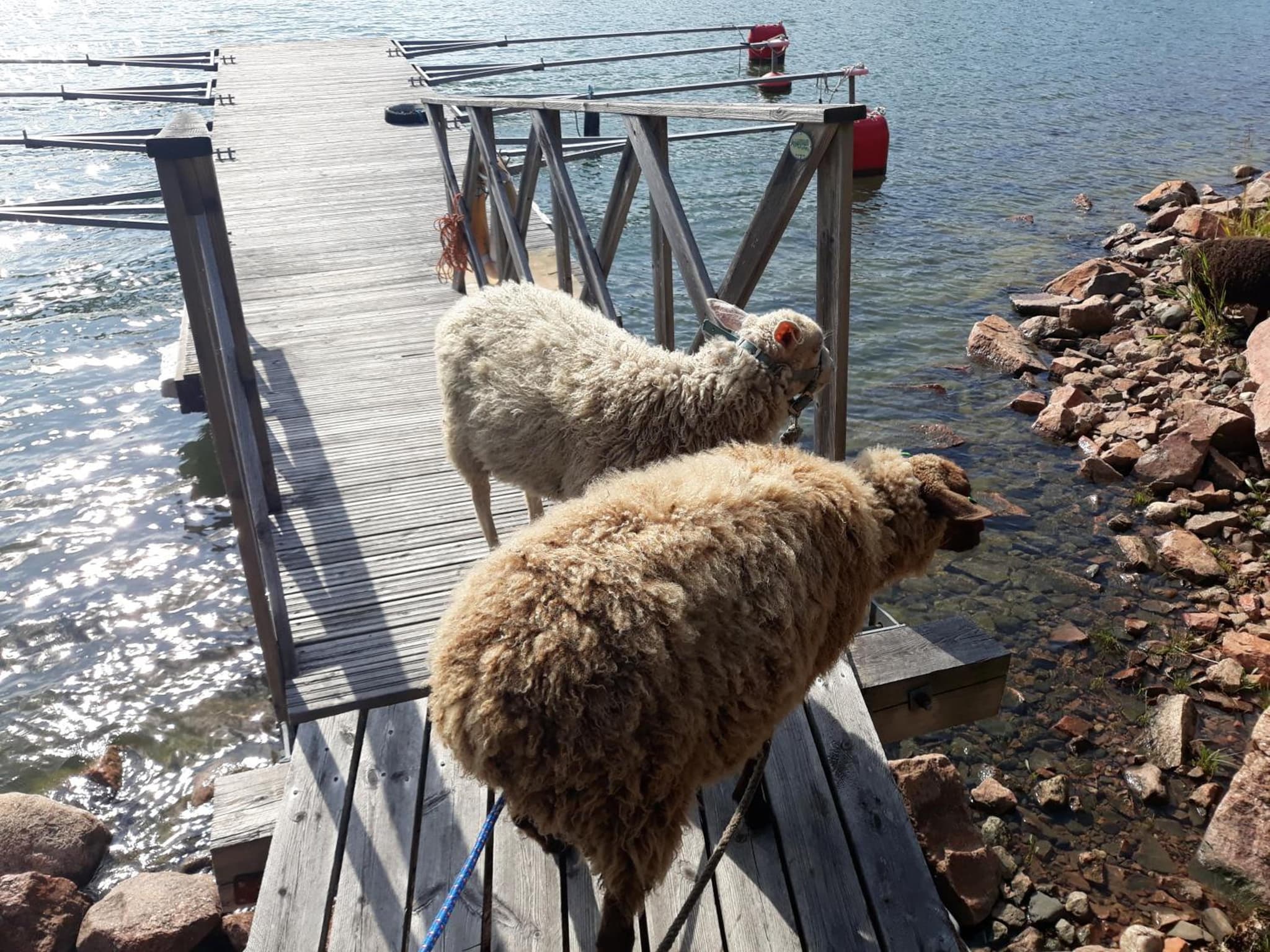 Björkholm mökit photo 4