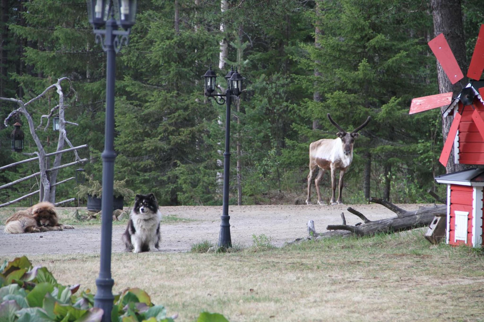 Reindeer Lake Resort photo 4