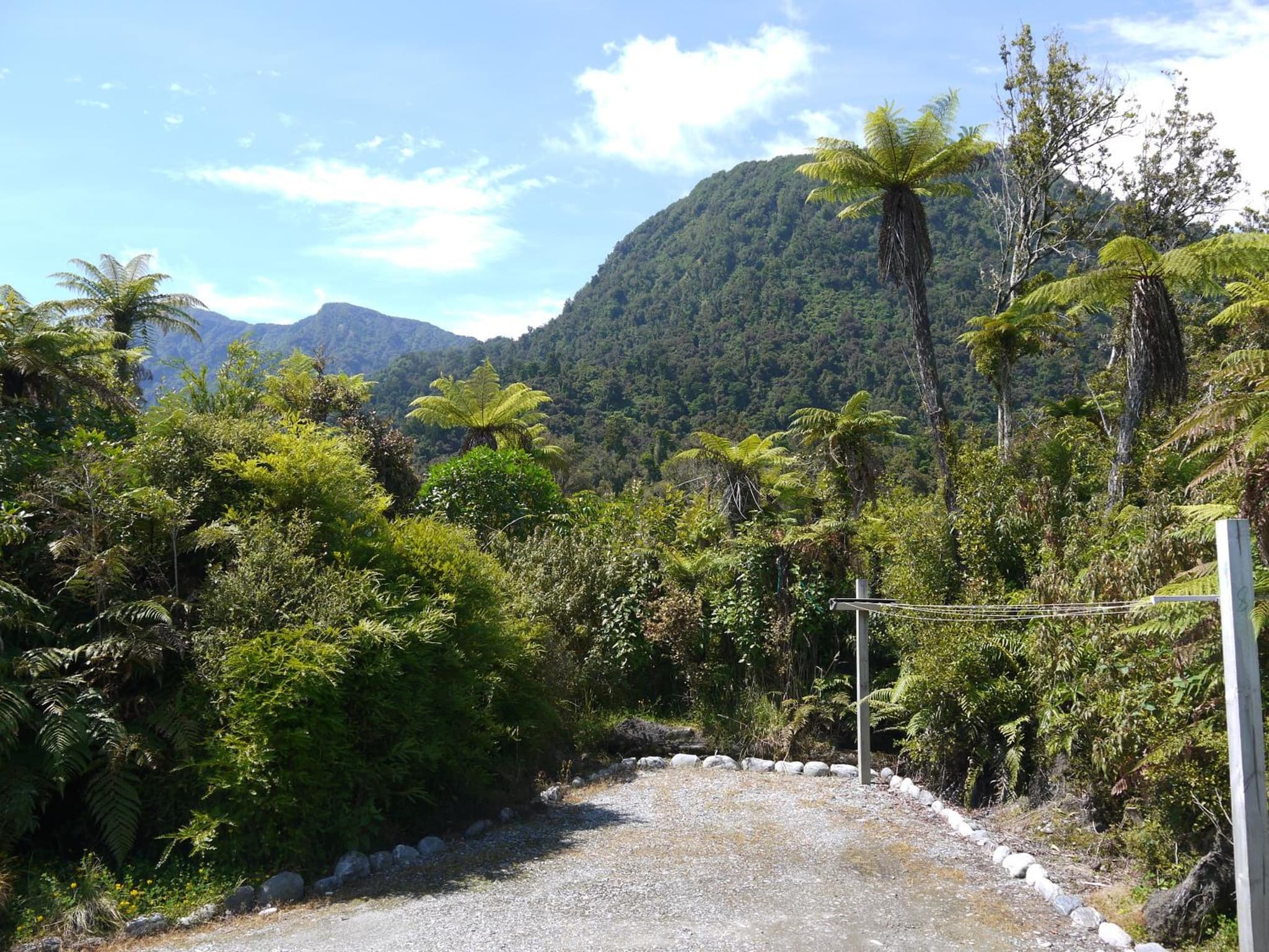 Franz Josef Treetops photo 6