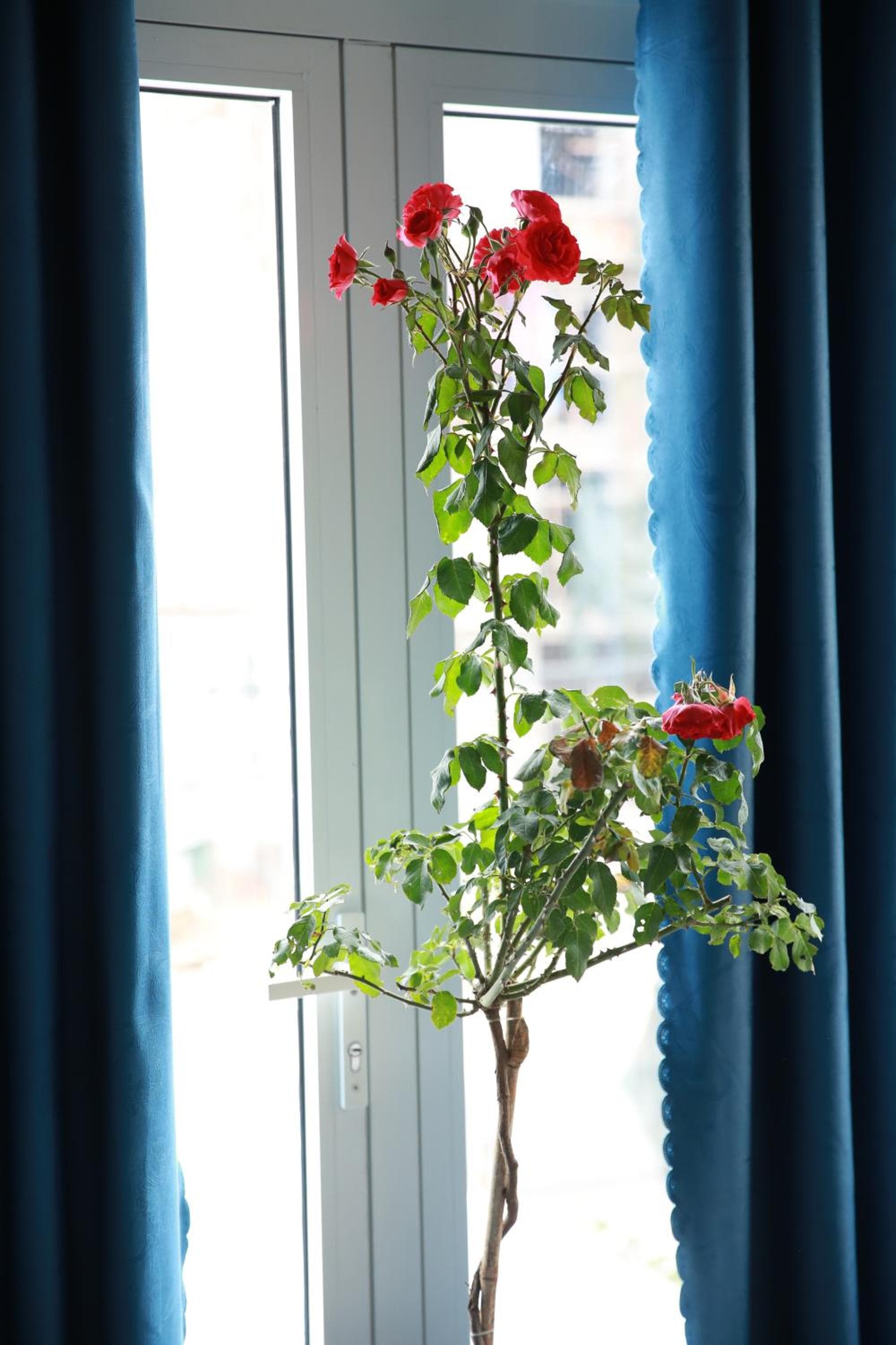 The Light Hotel photo 3