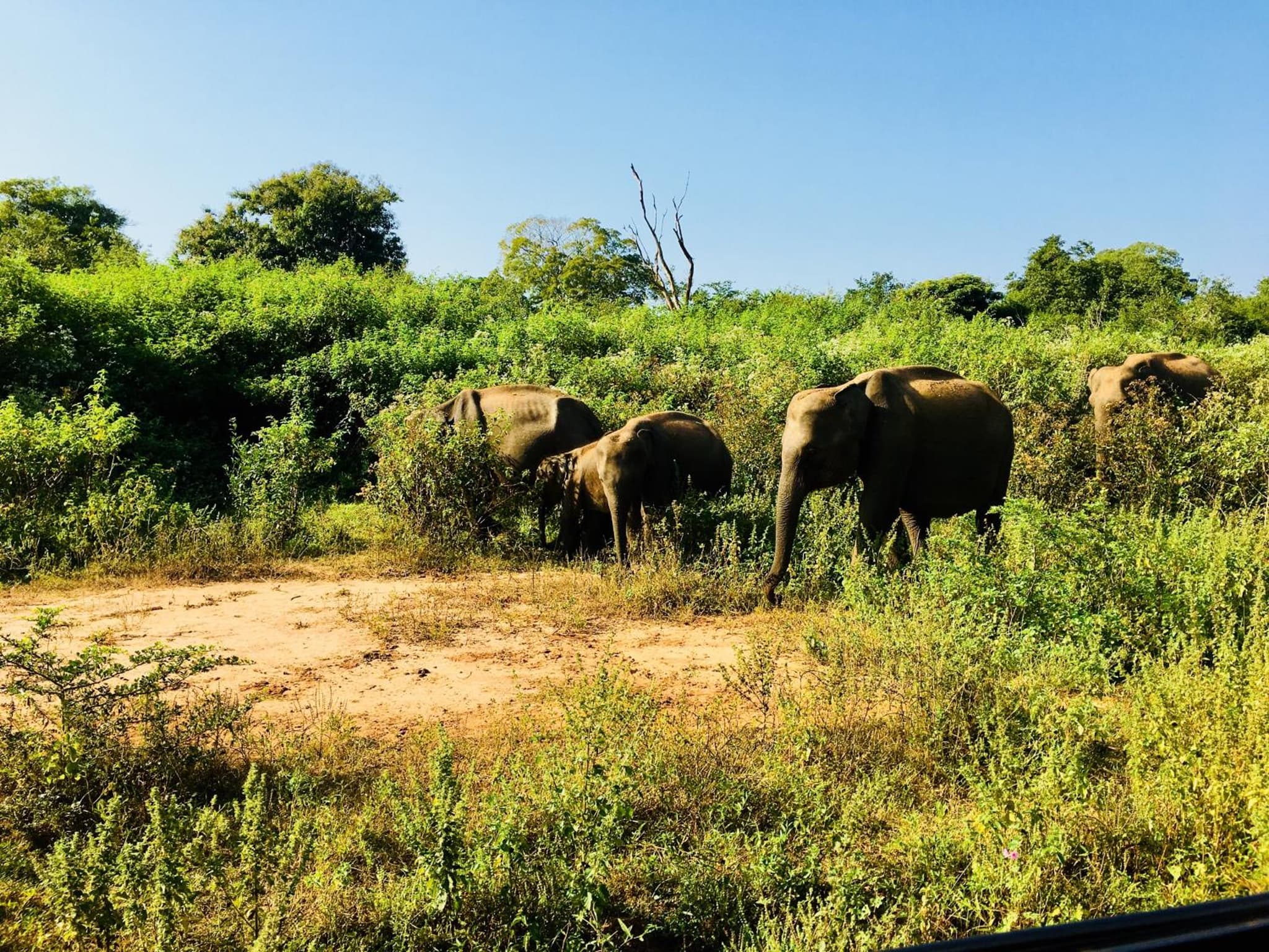 Atha Safari Resort & Riverside Camping photo 3