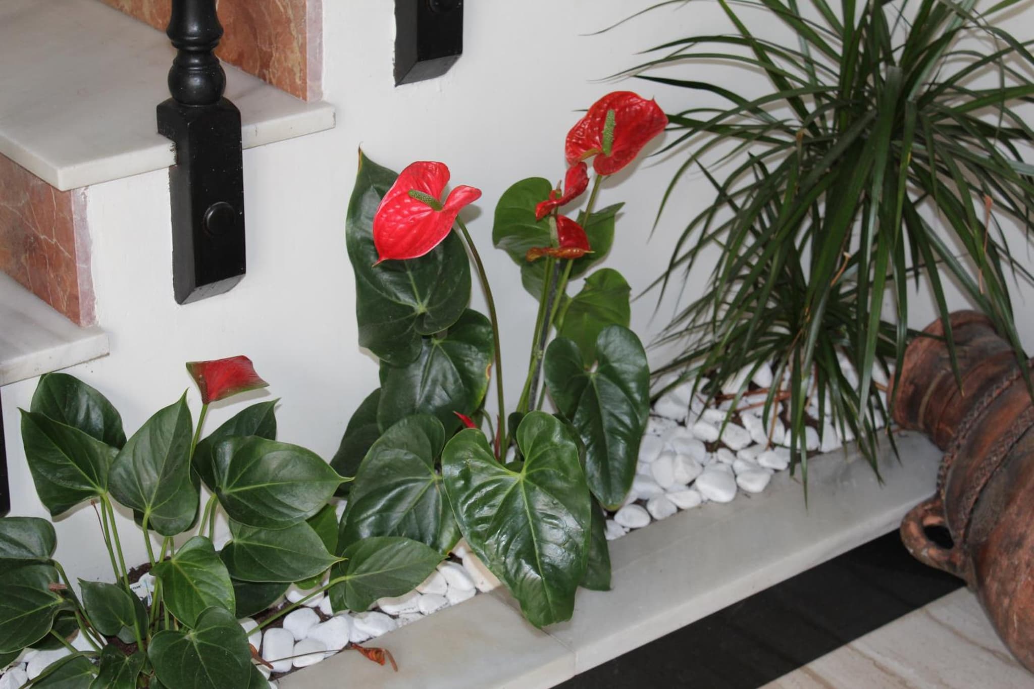 Hotel La Mirada photo 3