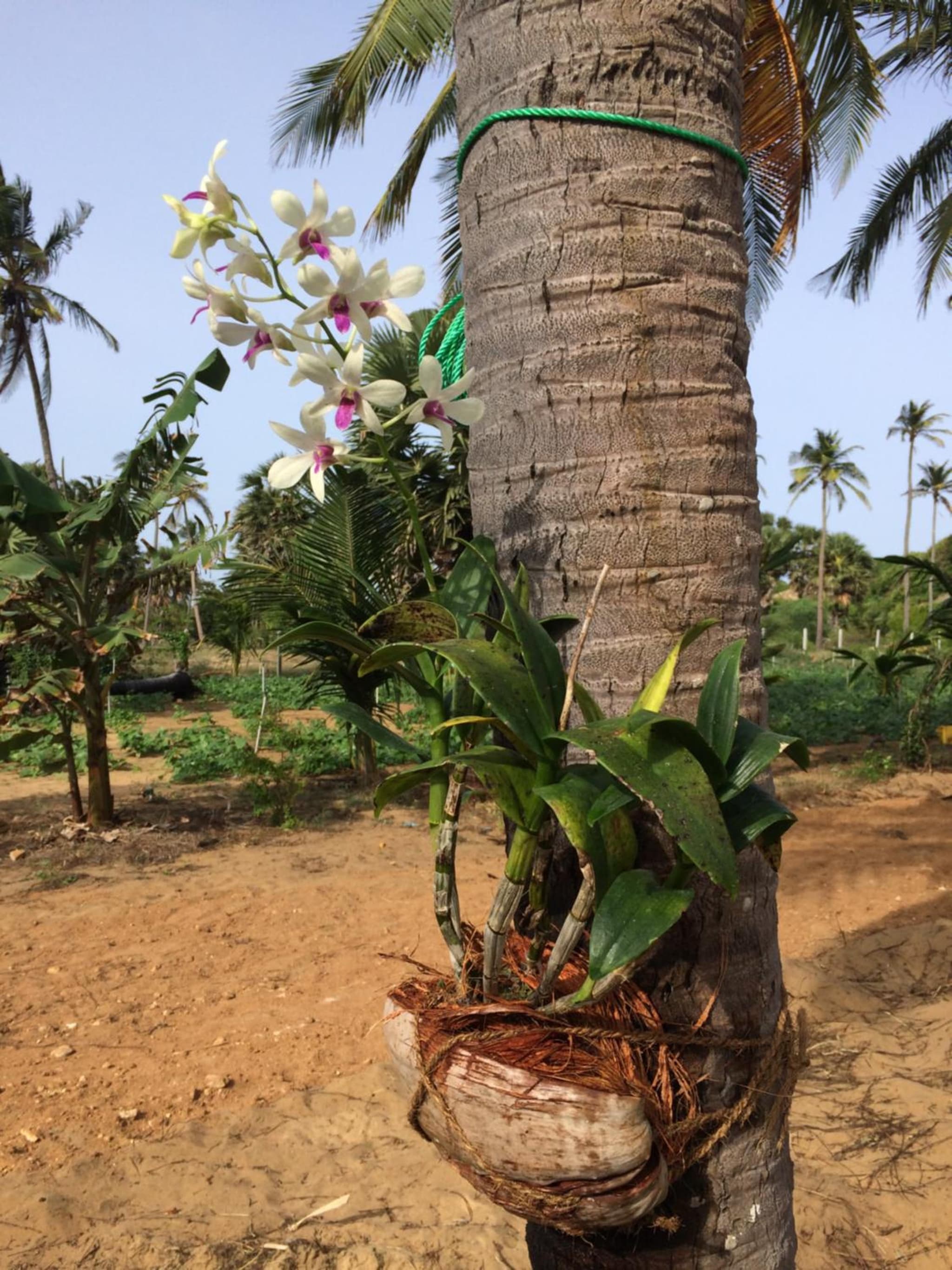 Dune Towers - Boutique Nature Resort photo 6
