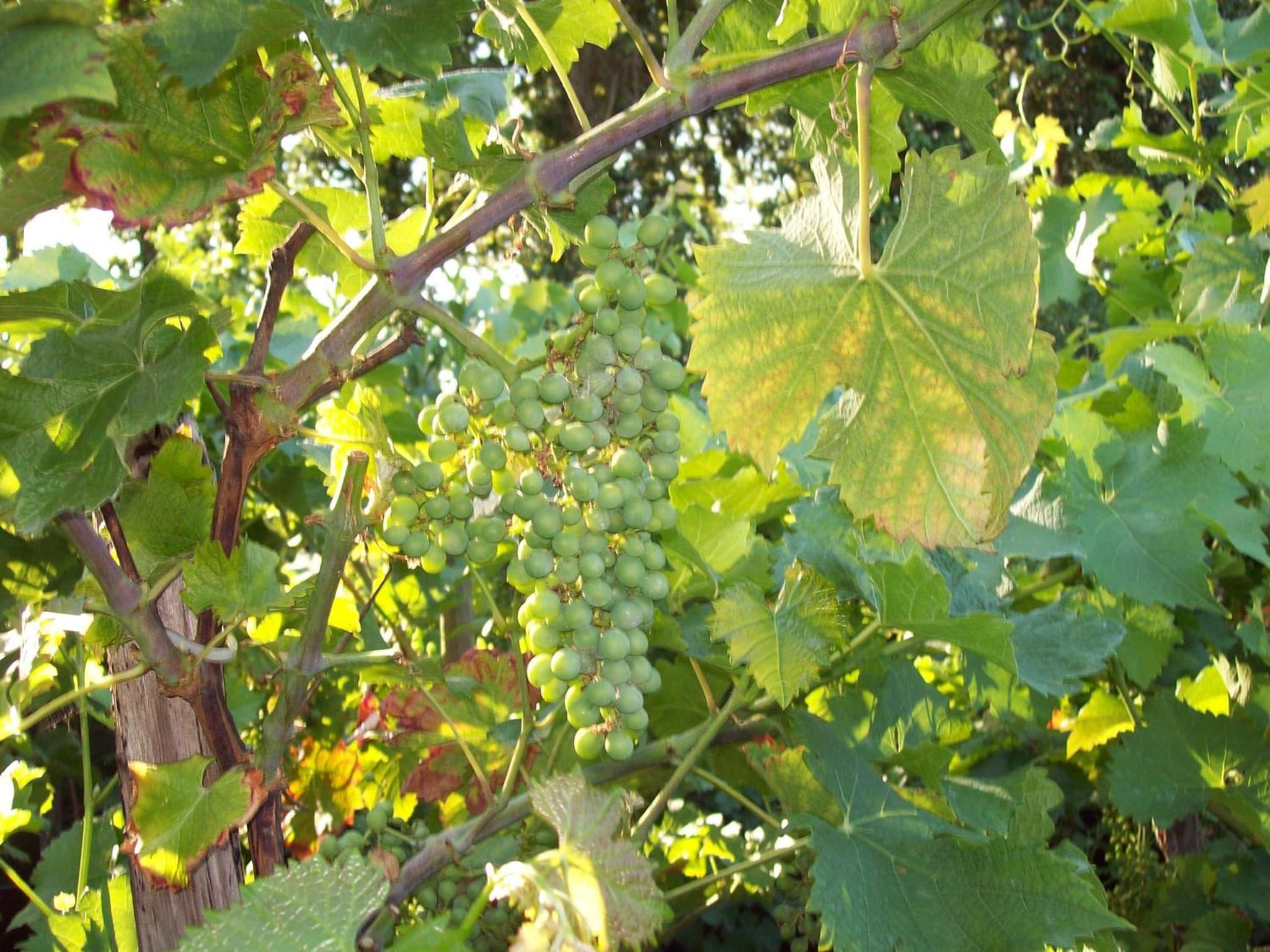Vakantie Appartementen Engelen photo 9