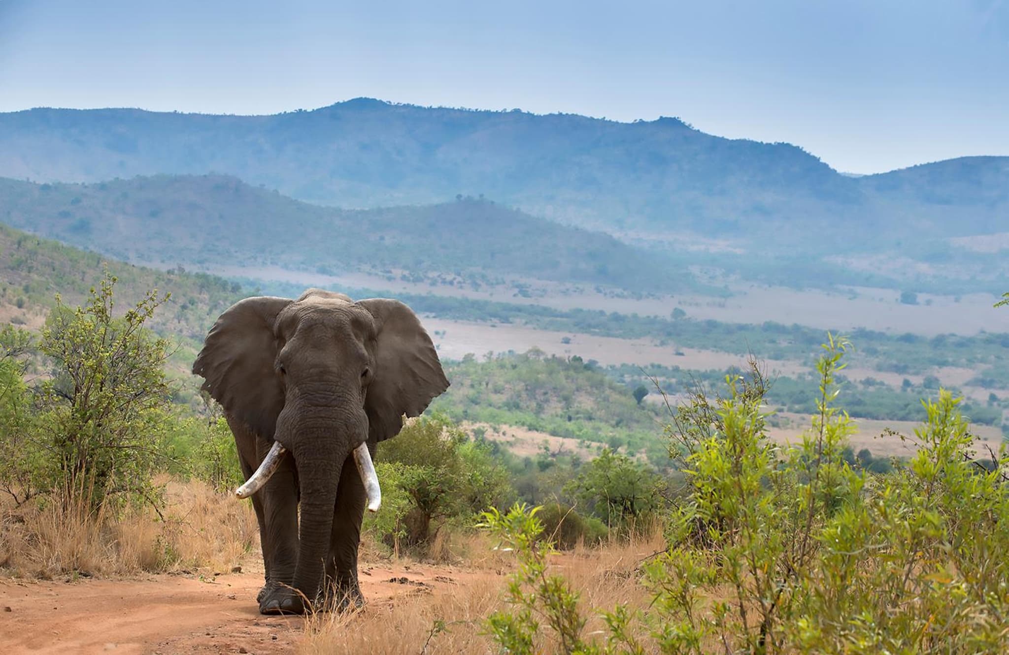 Tshukudu Bush Lodge photo 9