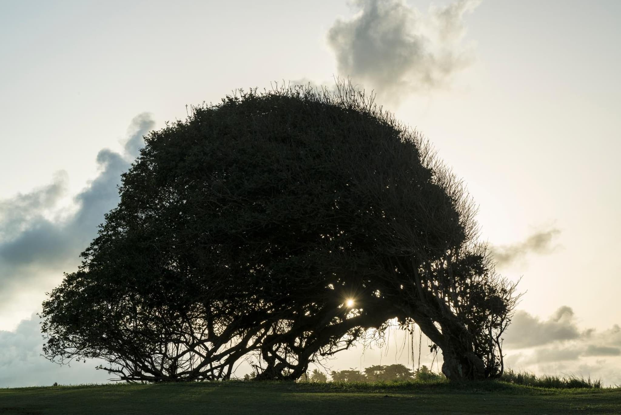 Royal Isabela photo 8