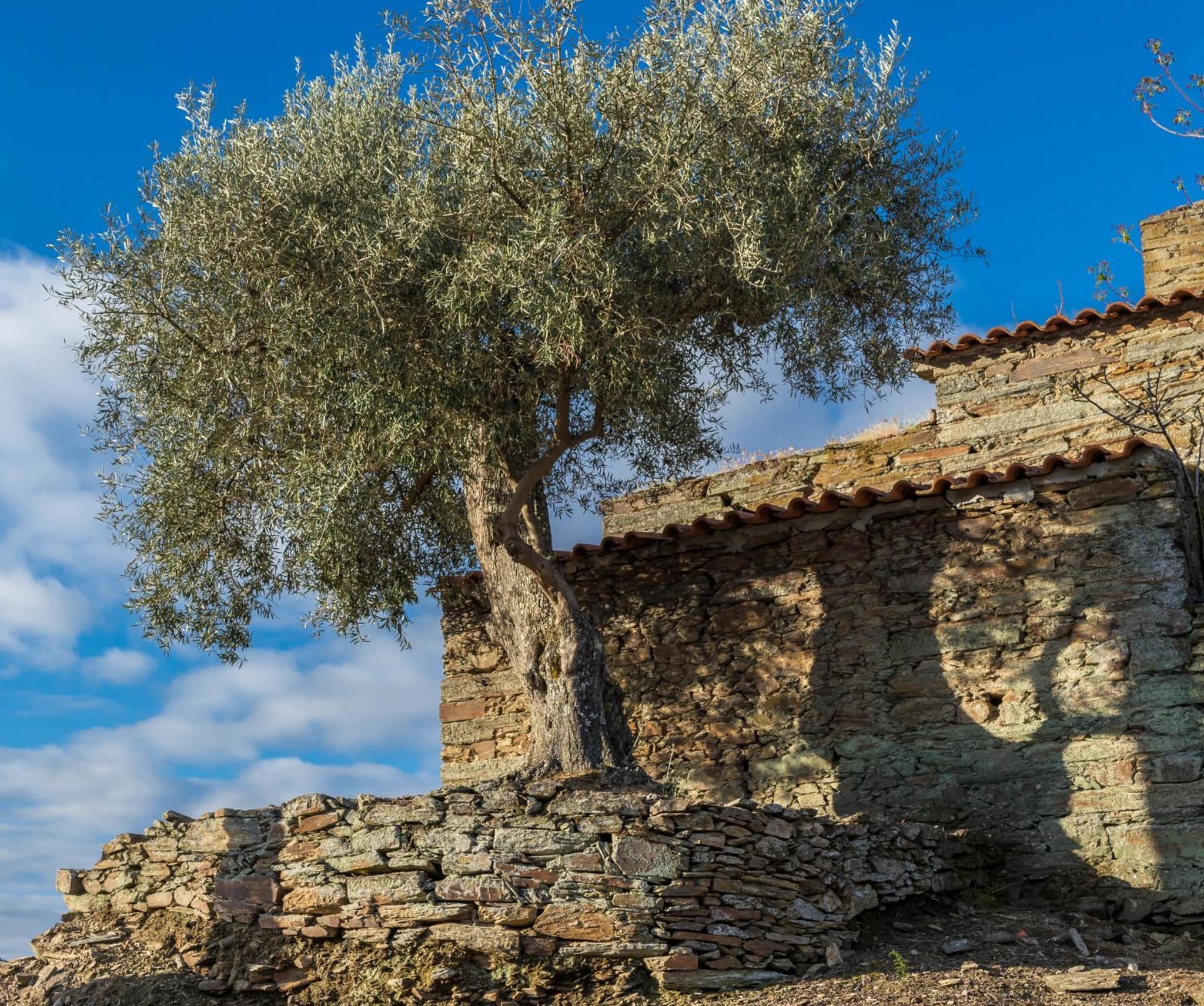 Dois Lagares House & Winery photo 4