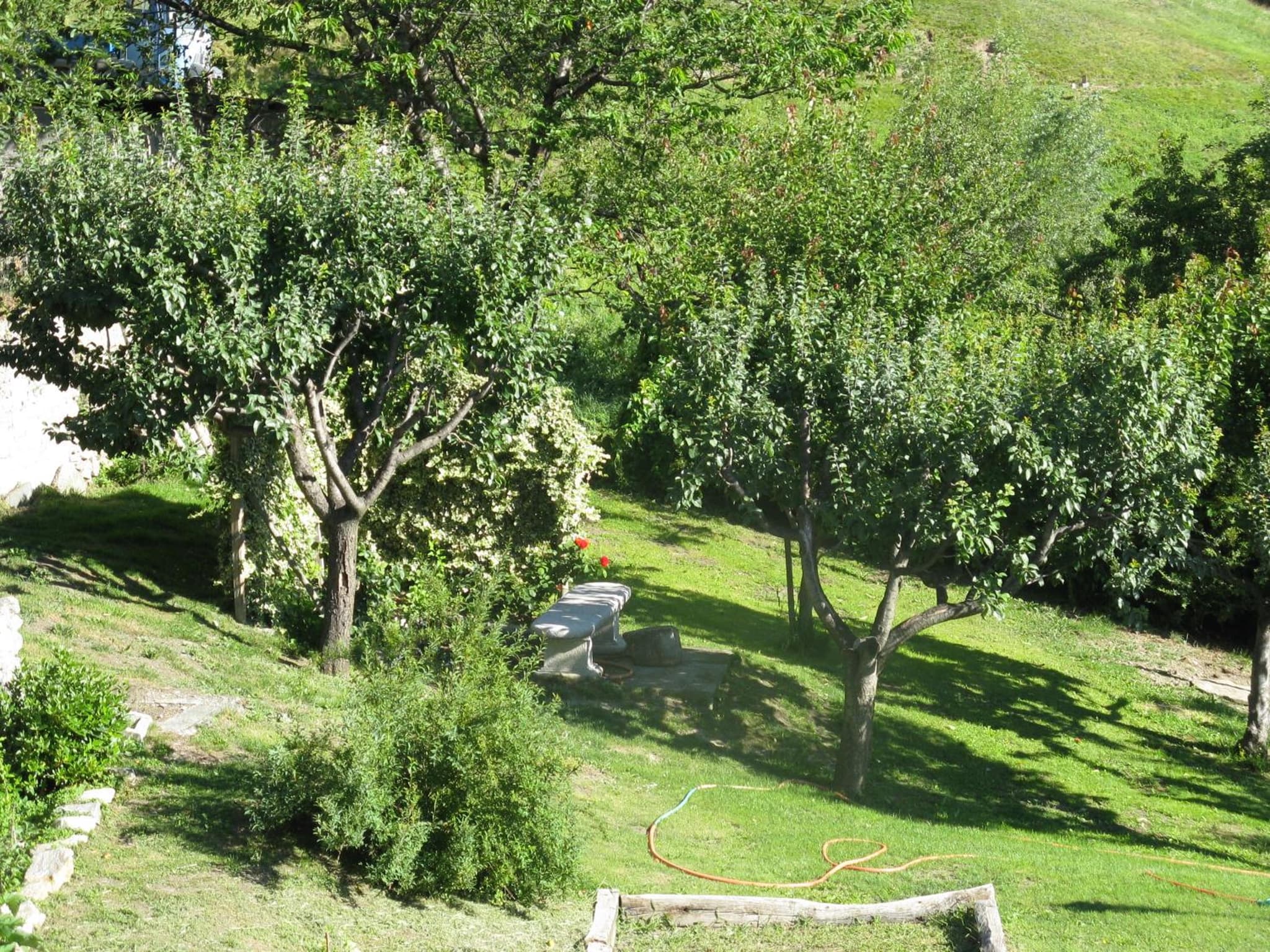 Le Myosotis photo 7