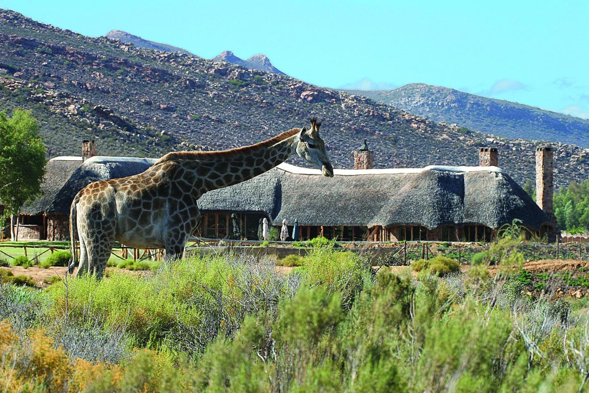 Aquila Private Game Reserve & Spa photo 9