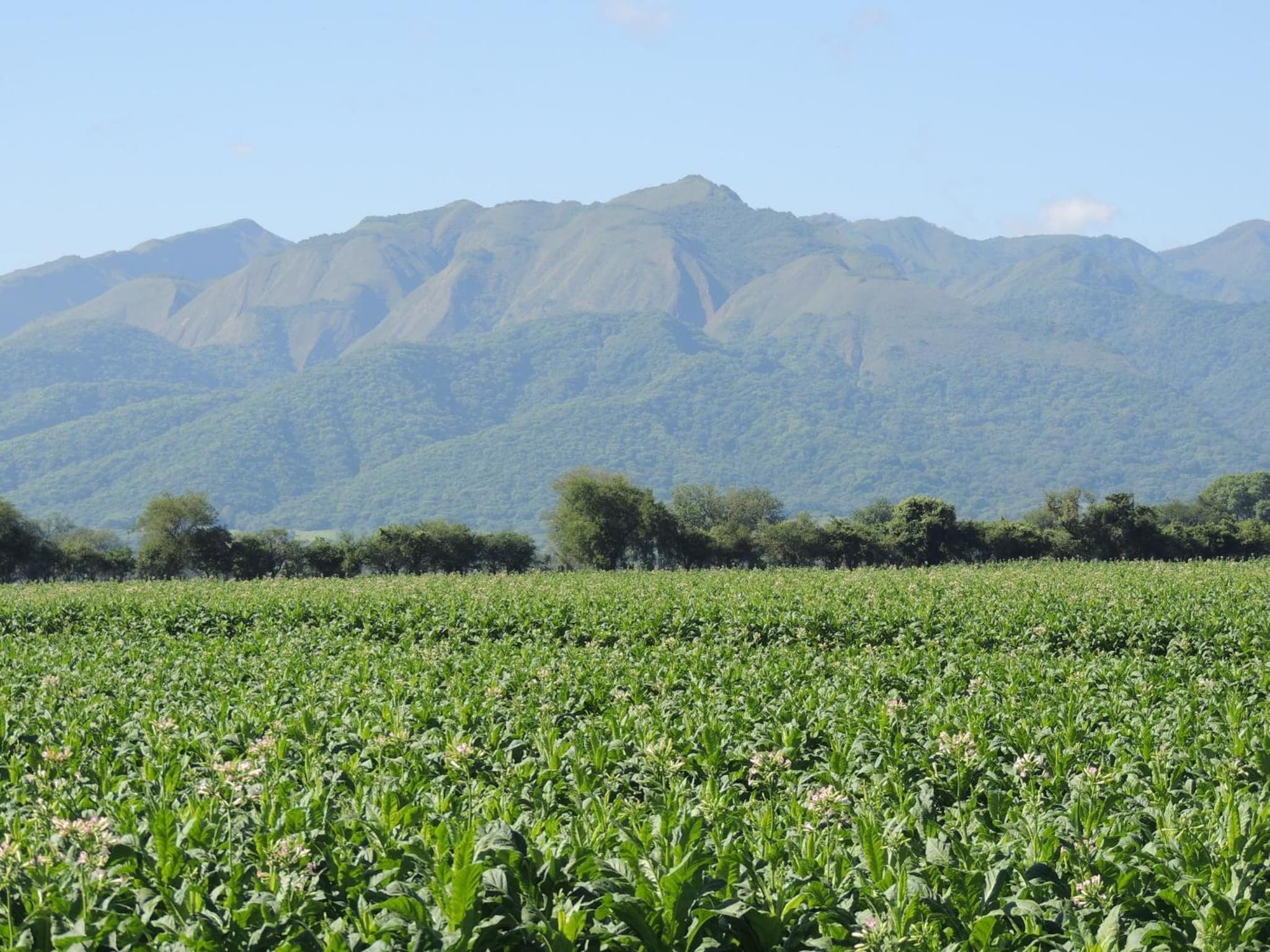 Finca Las Margaritas photo 3