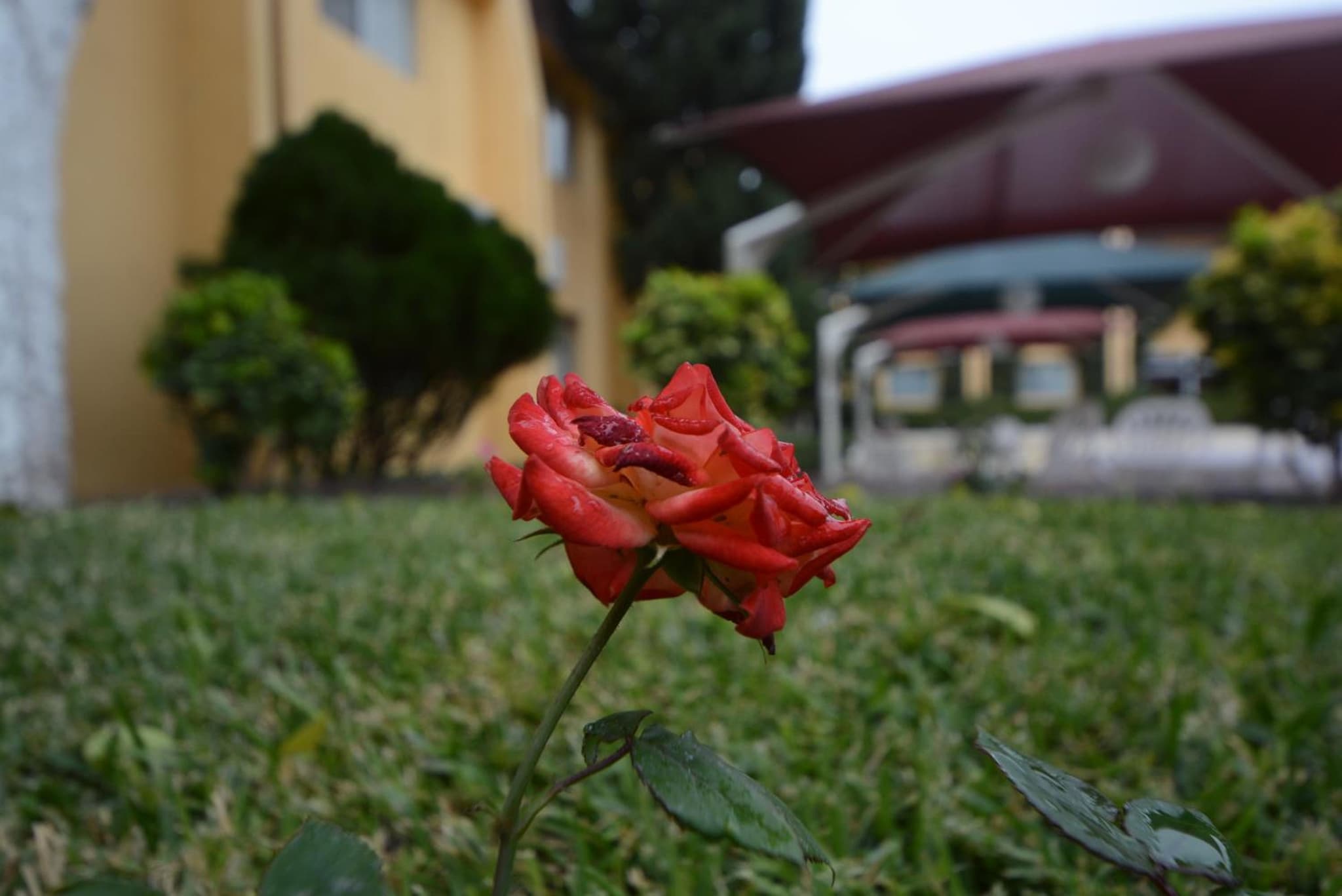 Hotel Sicomoro photo 3