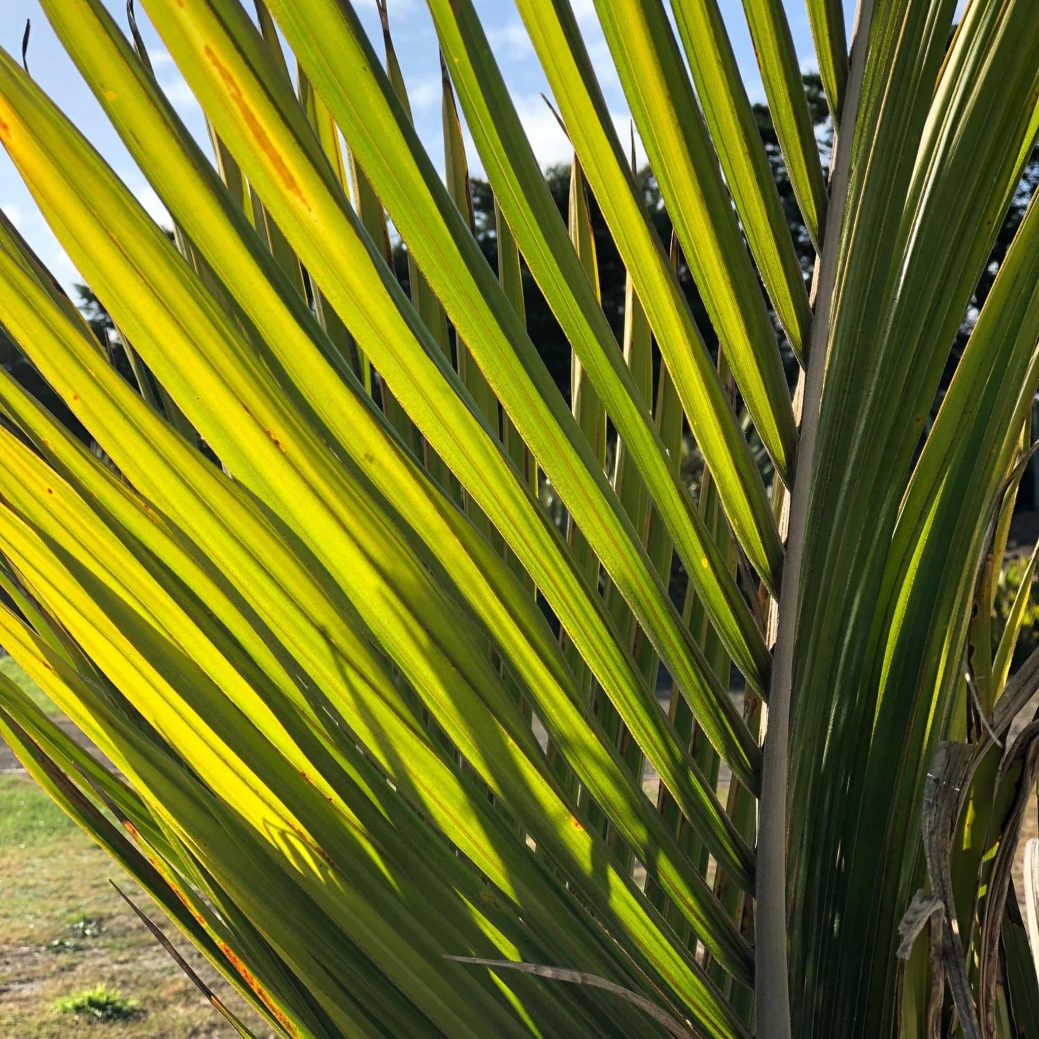 Nikau’s on Palmer photo 3
