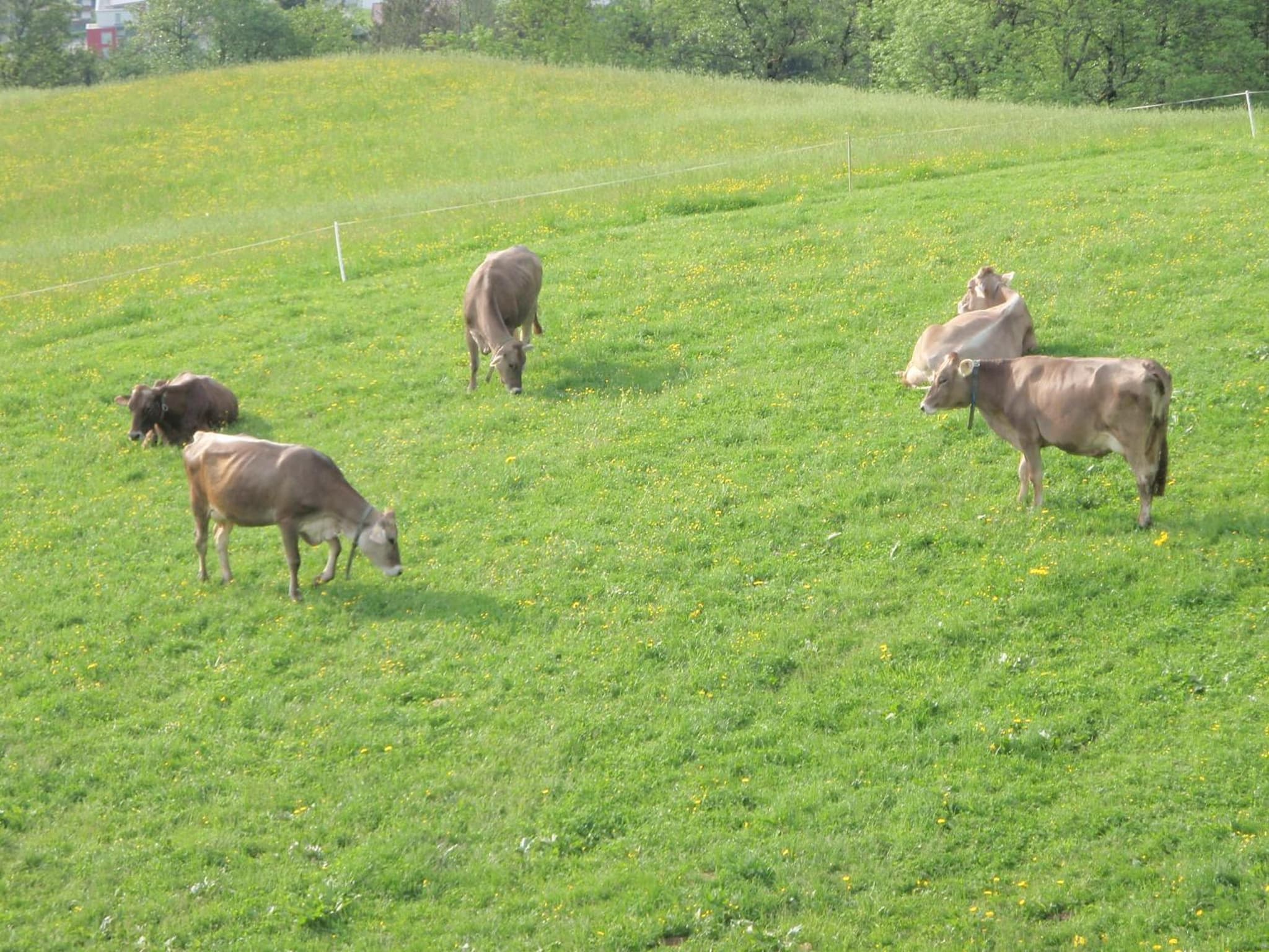 Obermooshof photo 8
