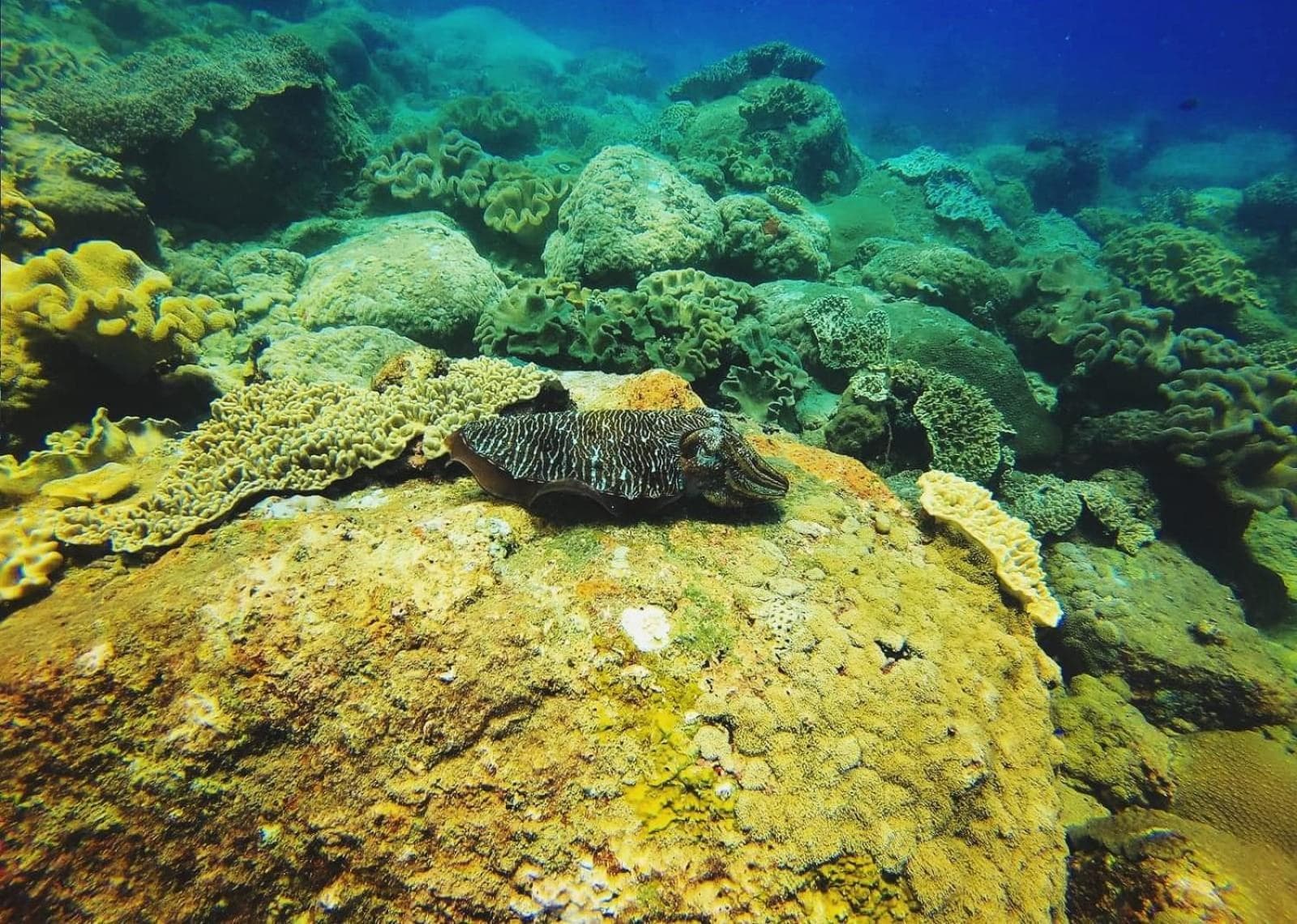 Luna Beach Hotel photo 7
