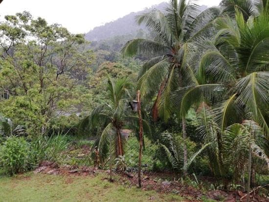 360 Rainforest photo 2