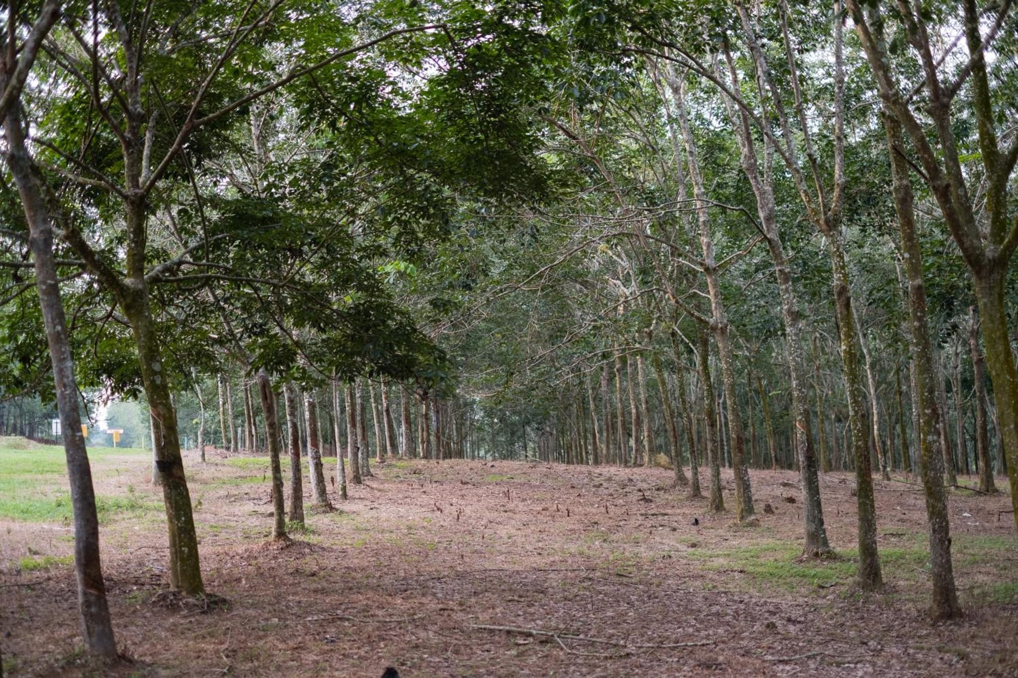 The Rubber Escape, Melaka photo 9