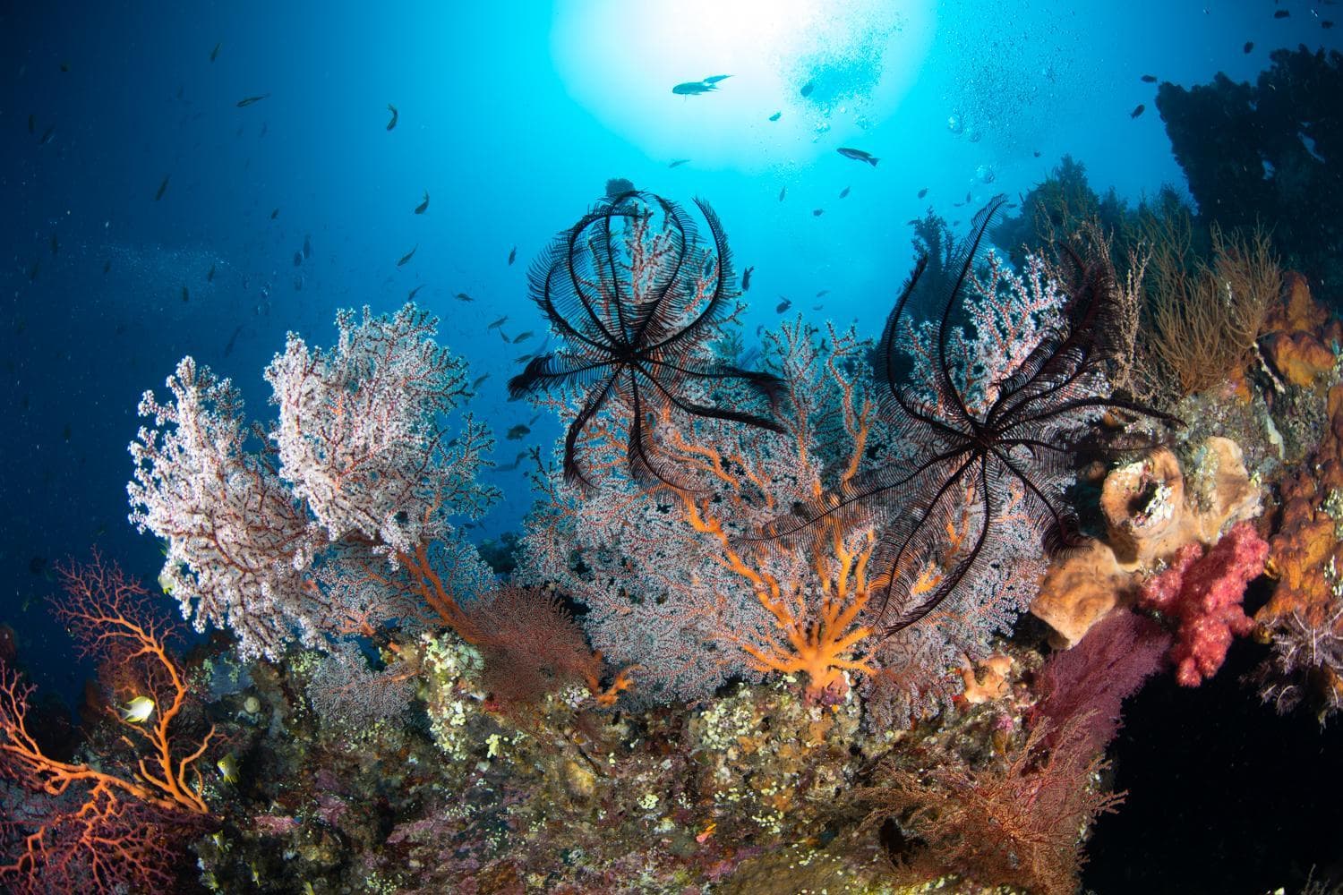 Bali Dive Resort Amed photo 8