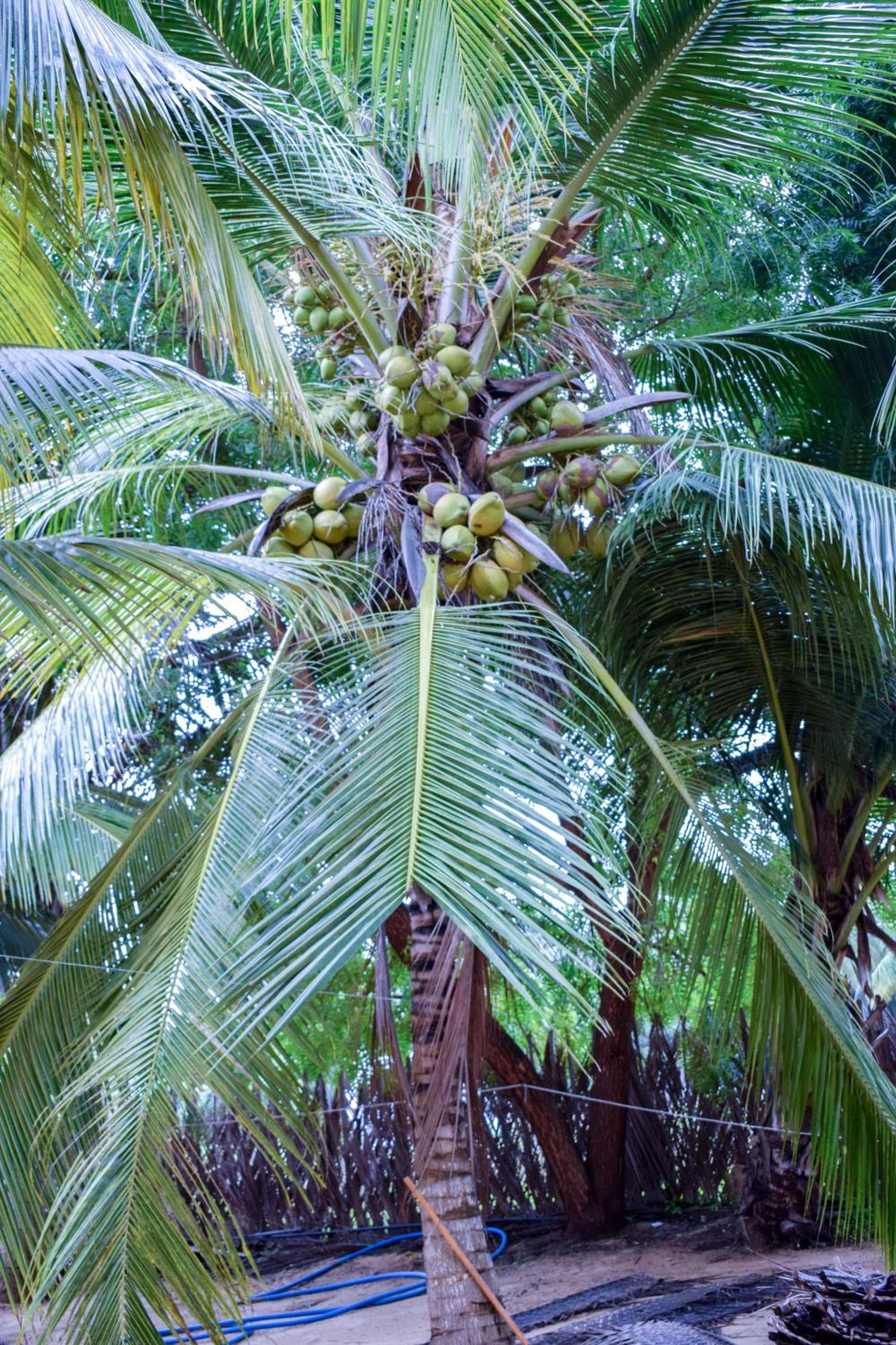 Silver Shine Beach Resort photo 9