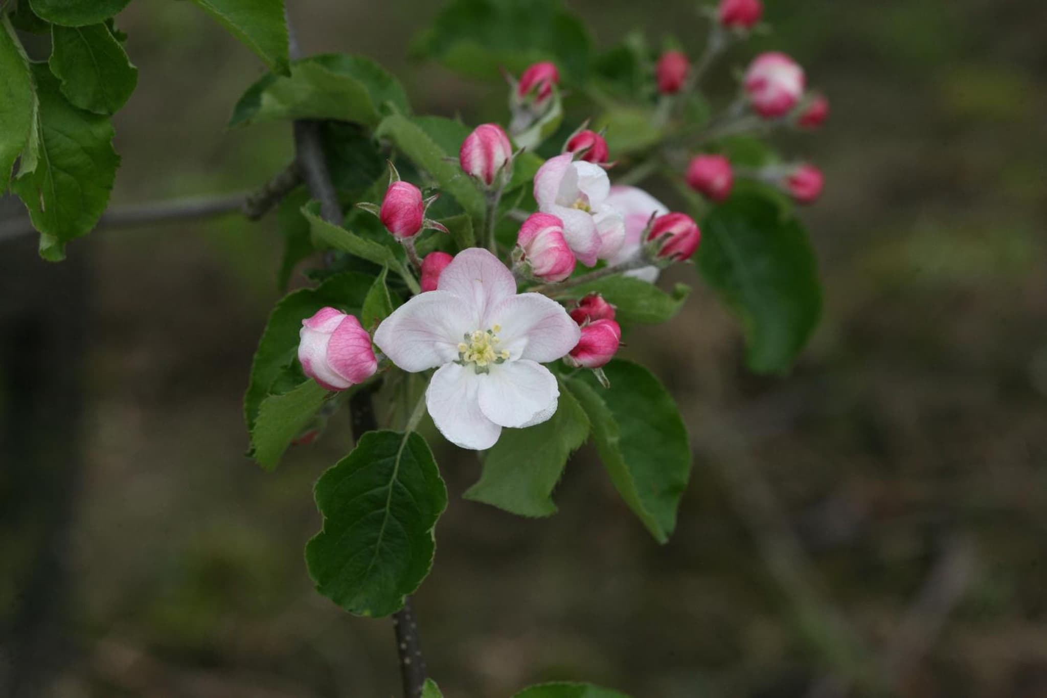 Bloesemhof photo 6