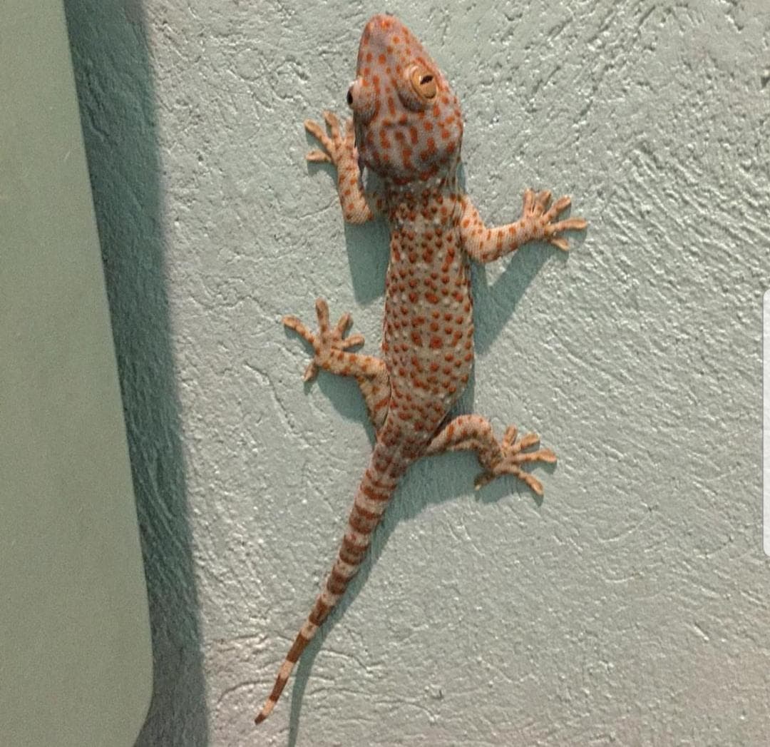 Lazy Lizard Hostel photo 4