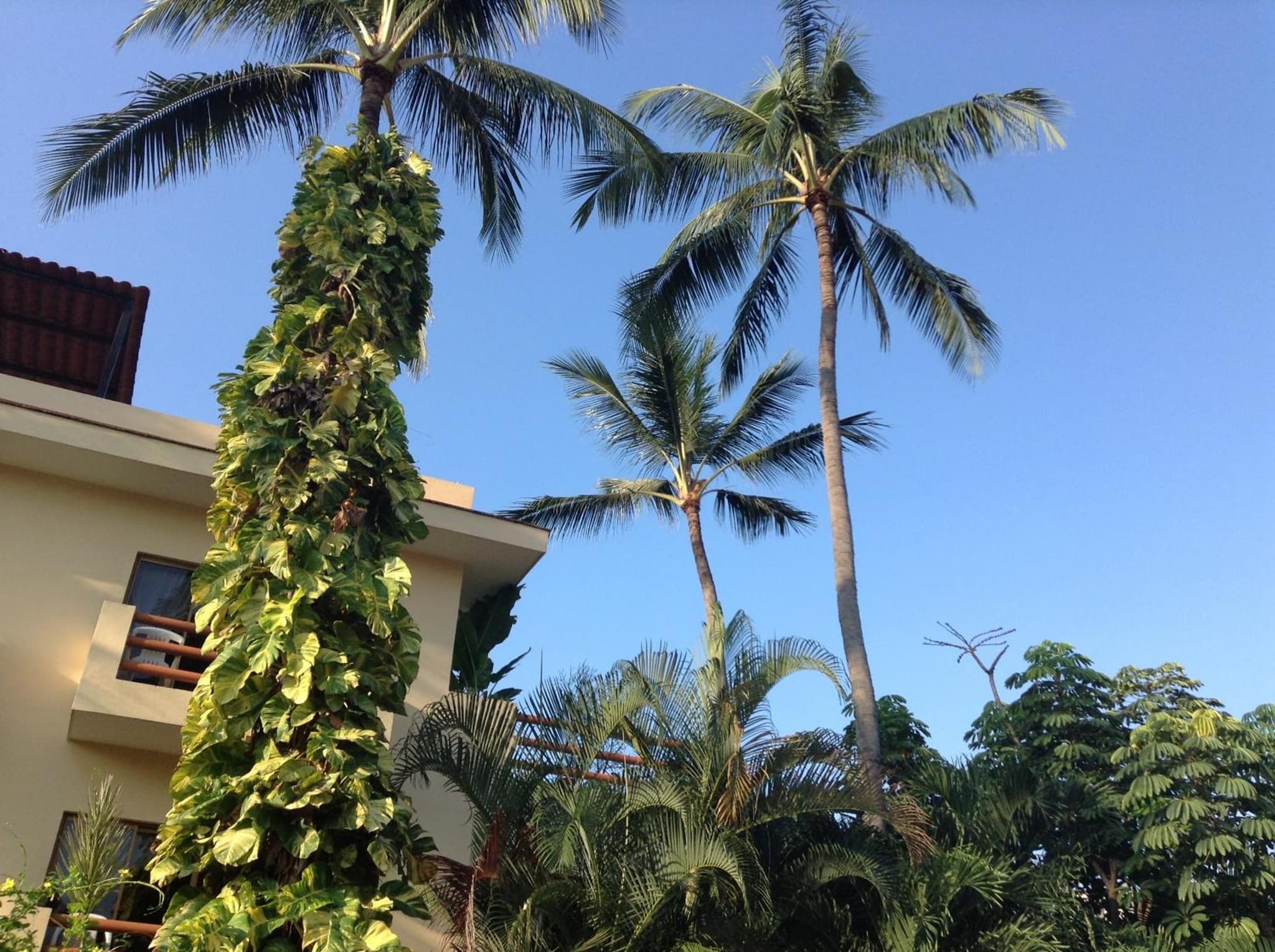 Hotel Palmeras