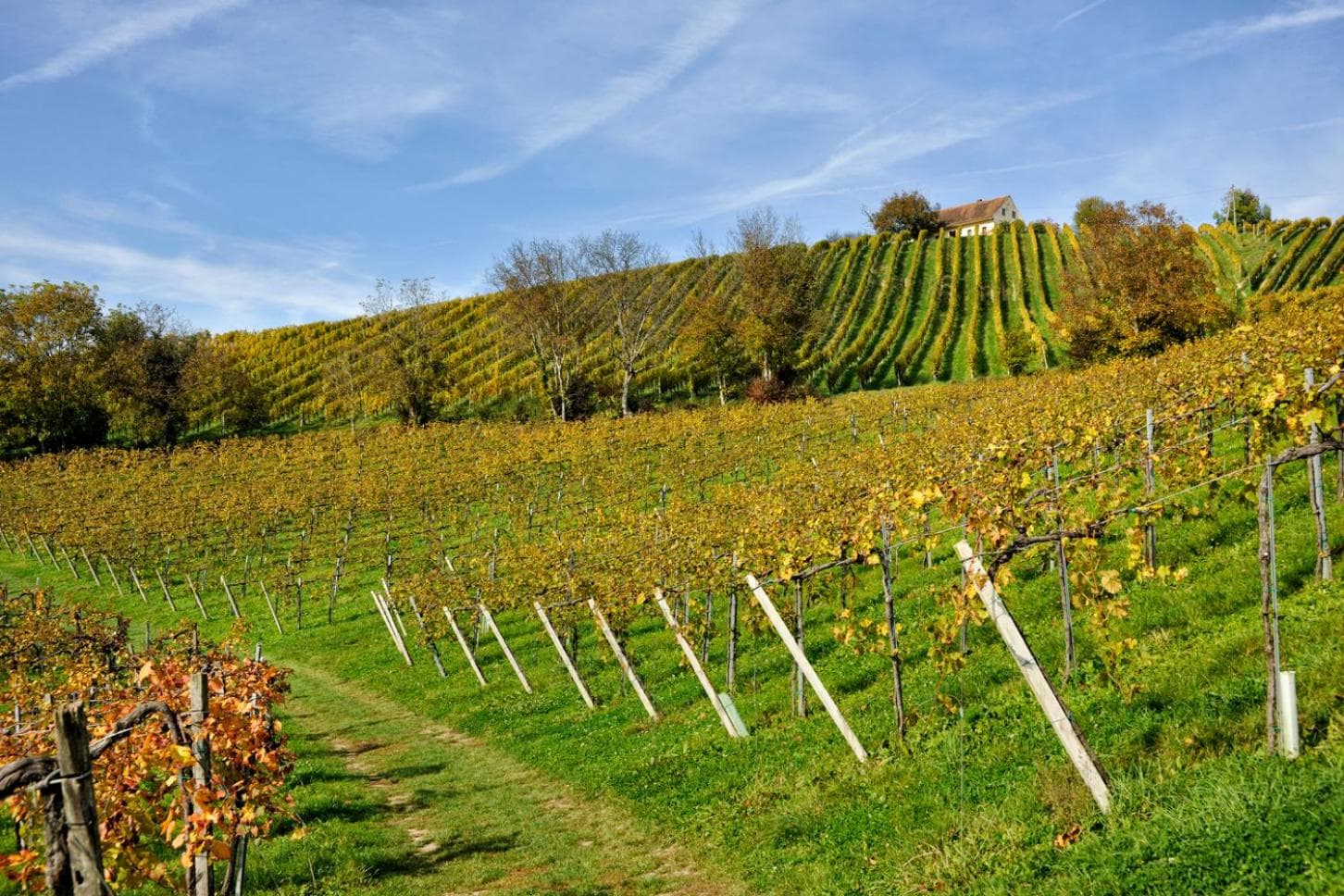 Weingut Zirngast photo 7