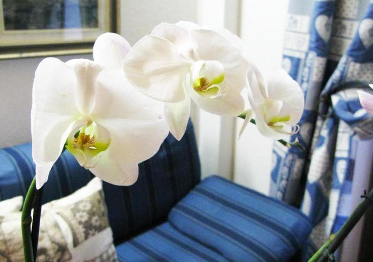 Hotel Bucaneve photo 7