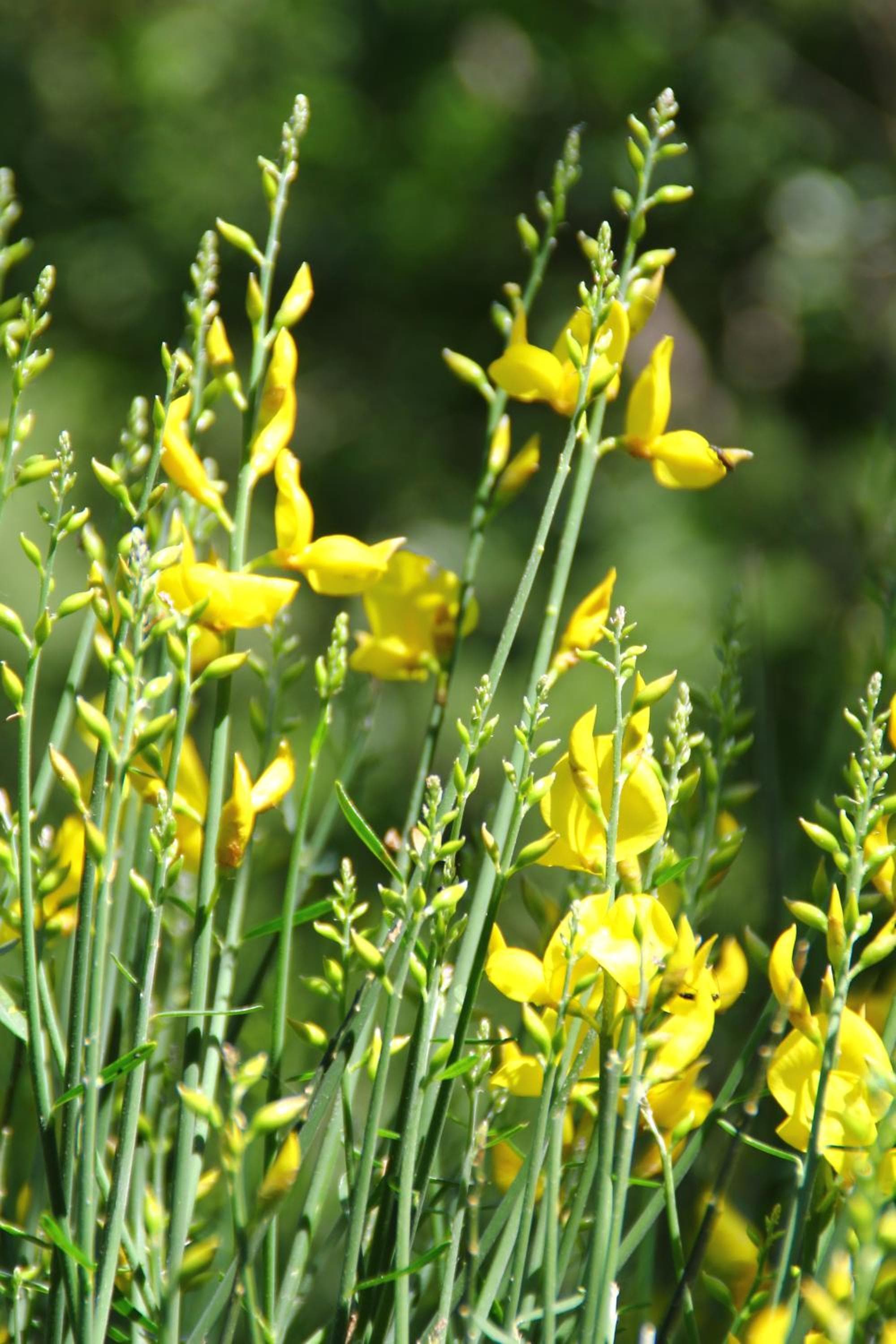 Case Natura photo 9